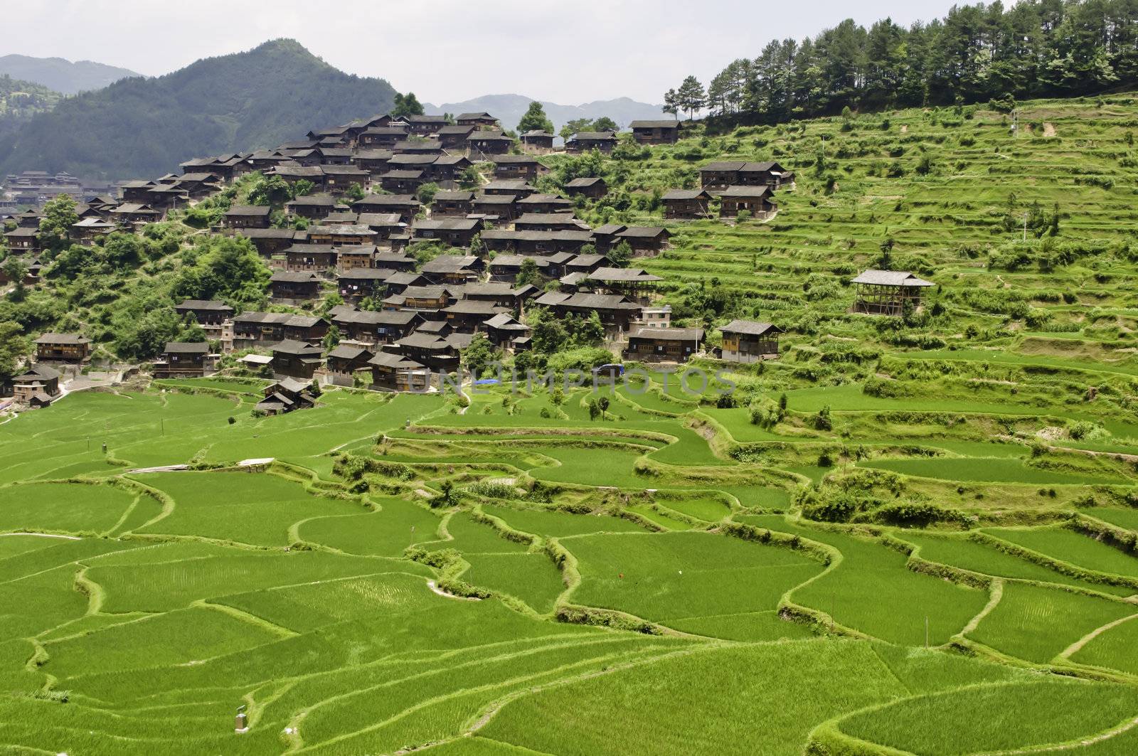Large rice terraces with ethnic Chinese minority village
