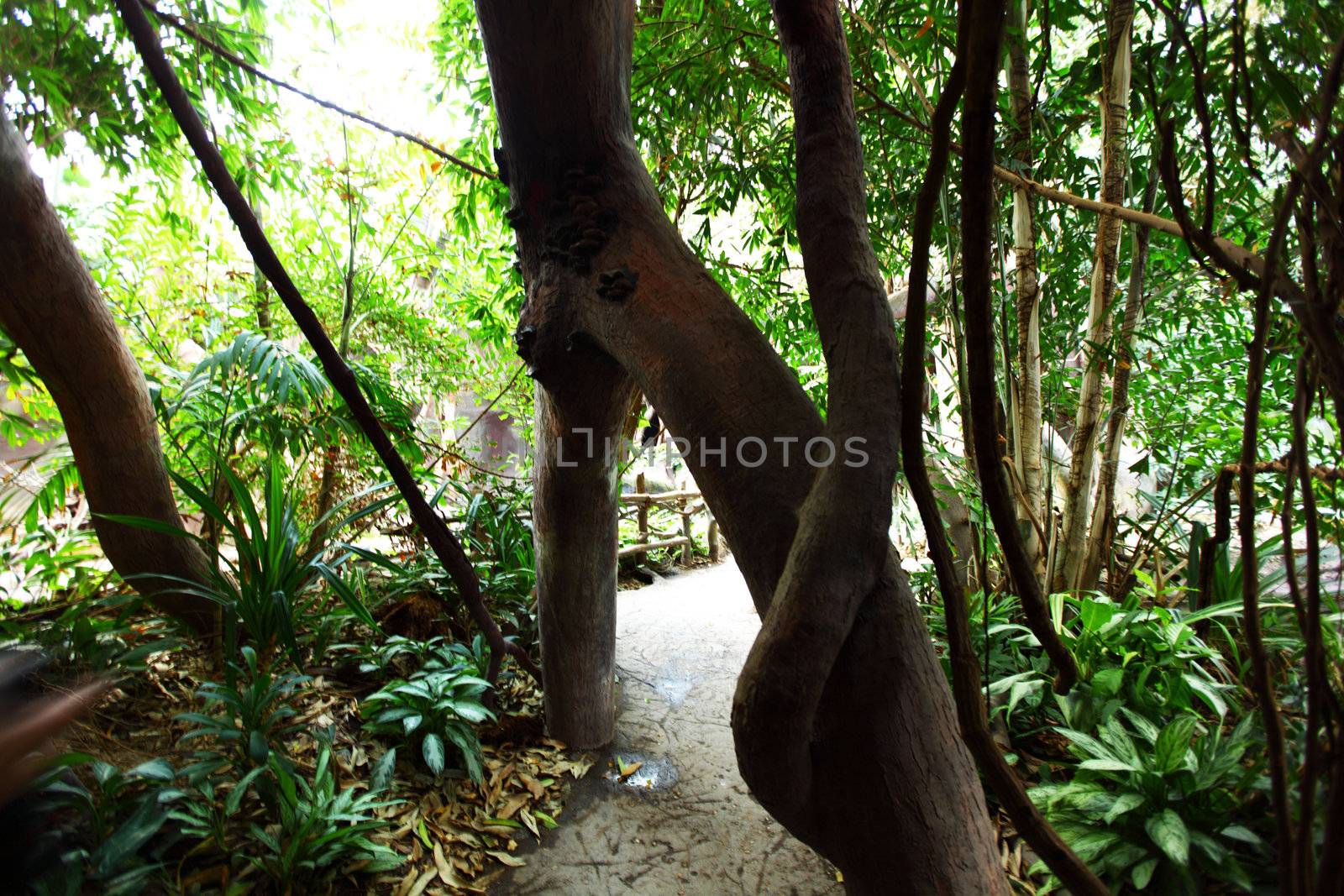 green day jungle forest