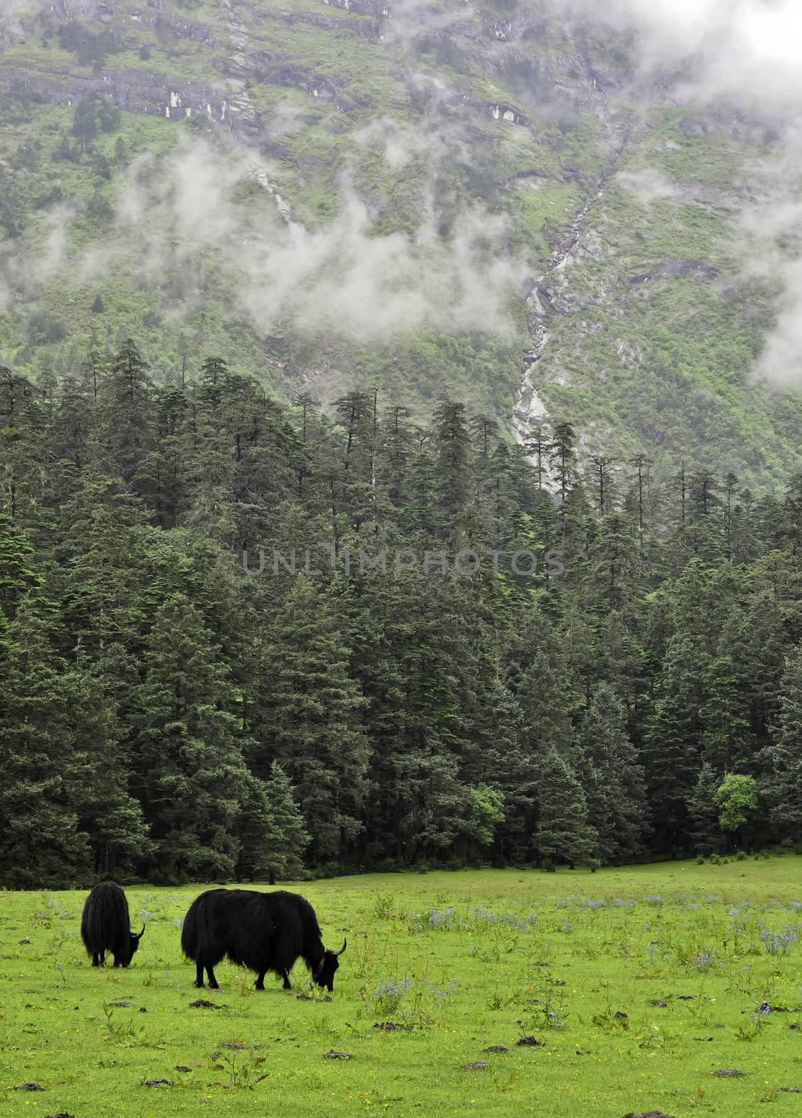 A yak grazing in a meadow in Lijiang, China