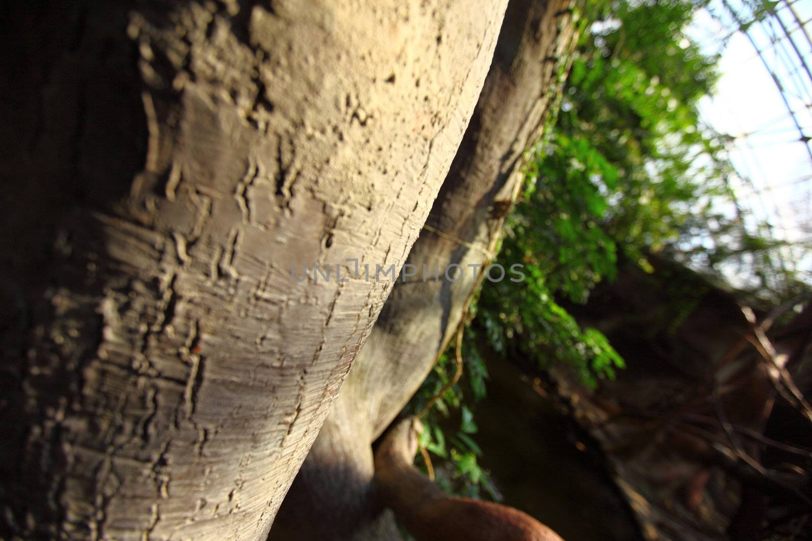 green day jungle forest
