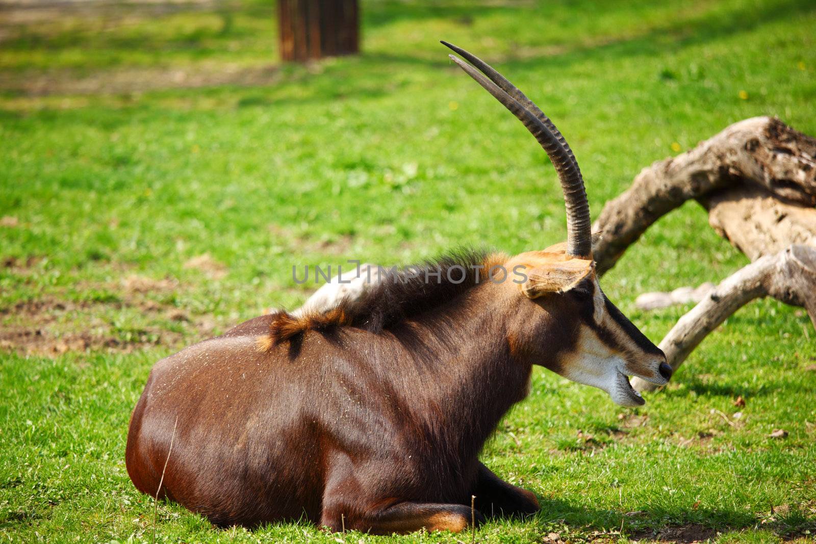 goat in wild close up