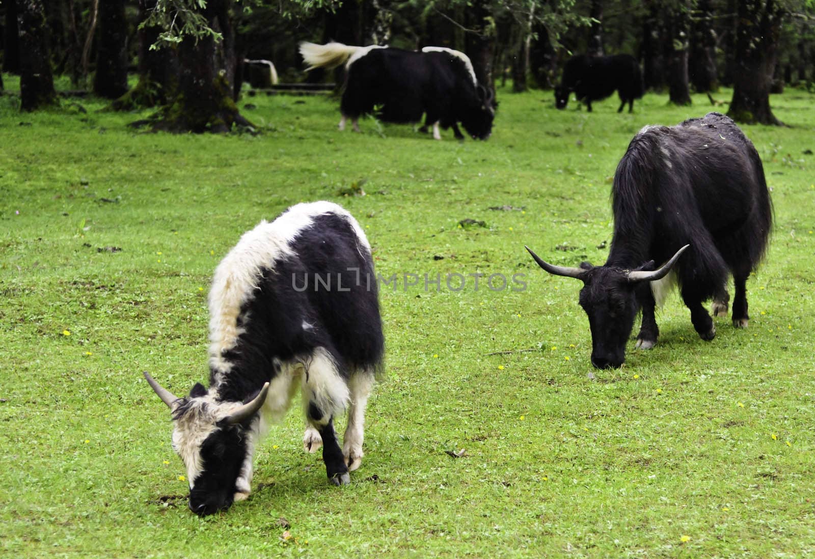 Yaks grazing in a meadow in Lijiang, China