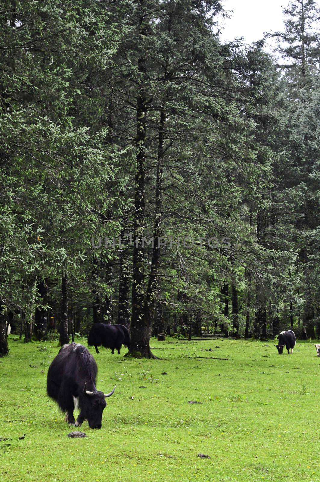 A yak grazing in a meadow in Lijiang, China