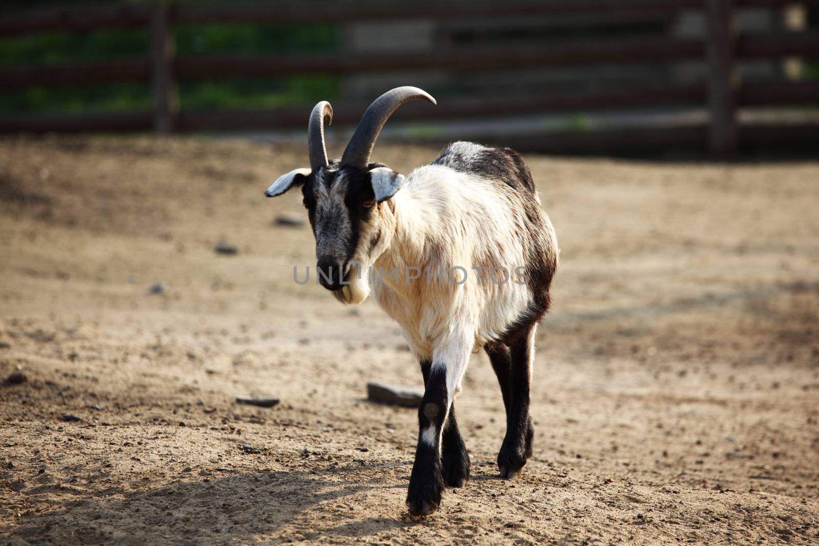 goat in wild close up