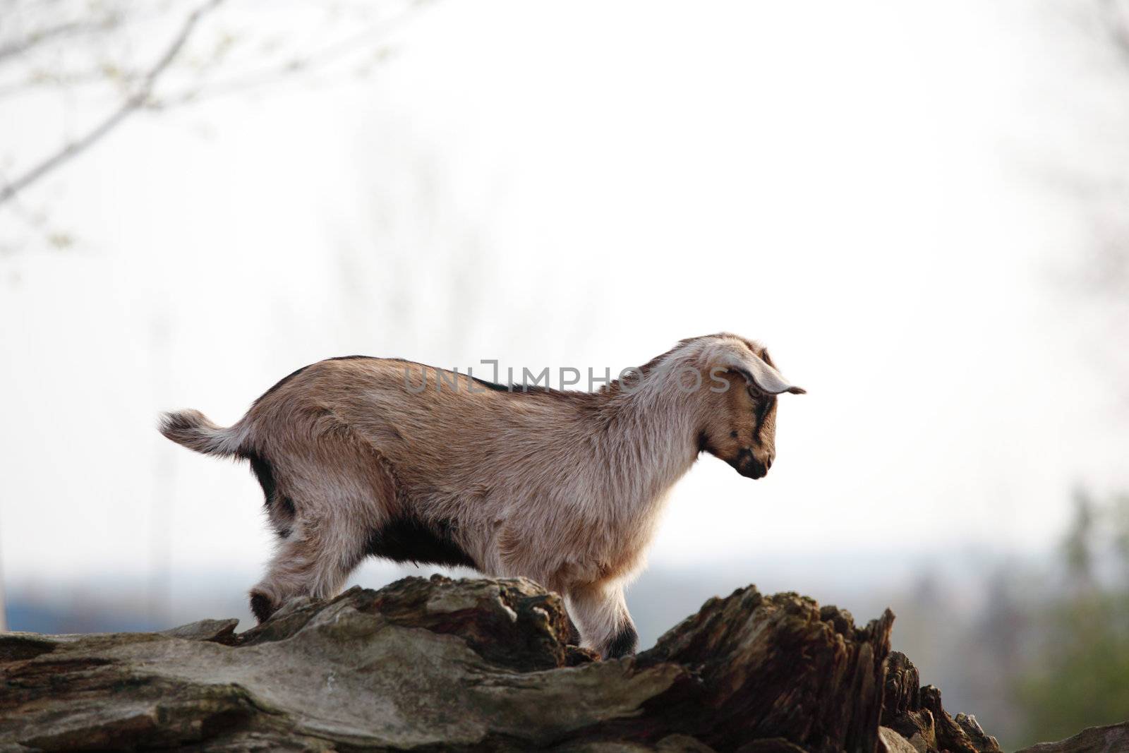 goat in wild close up