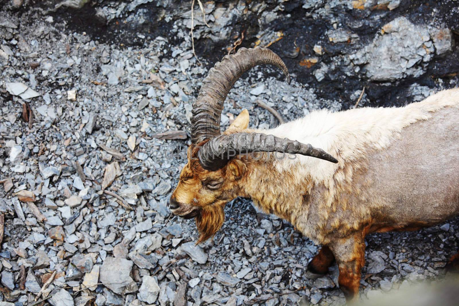 goat in wild close up