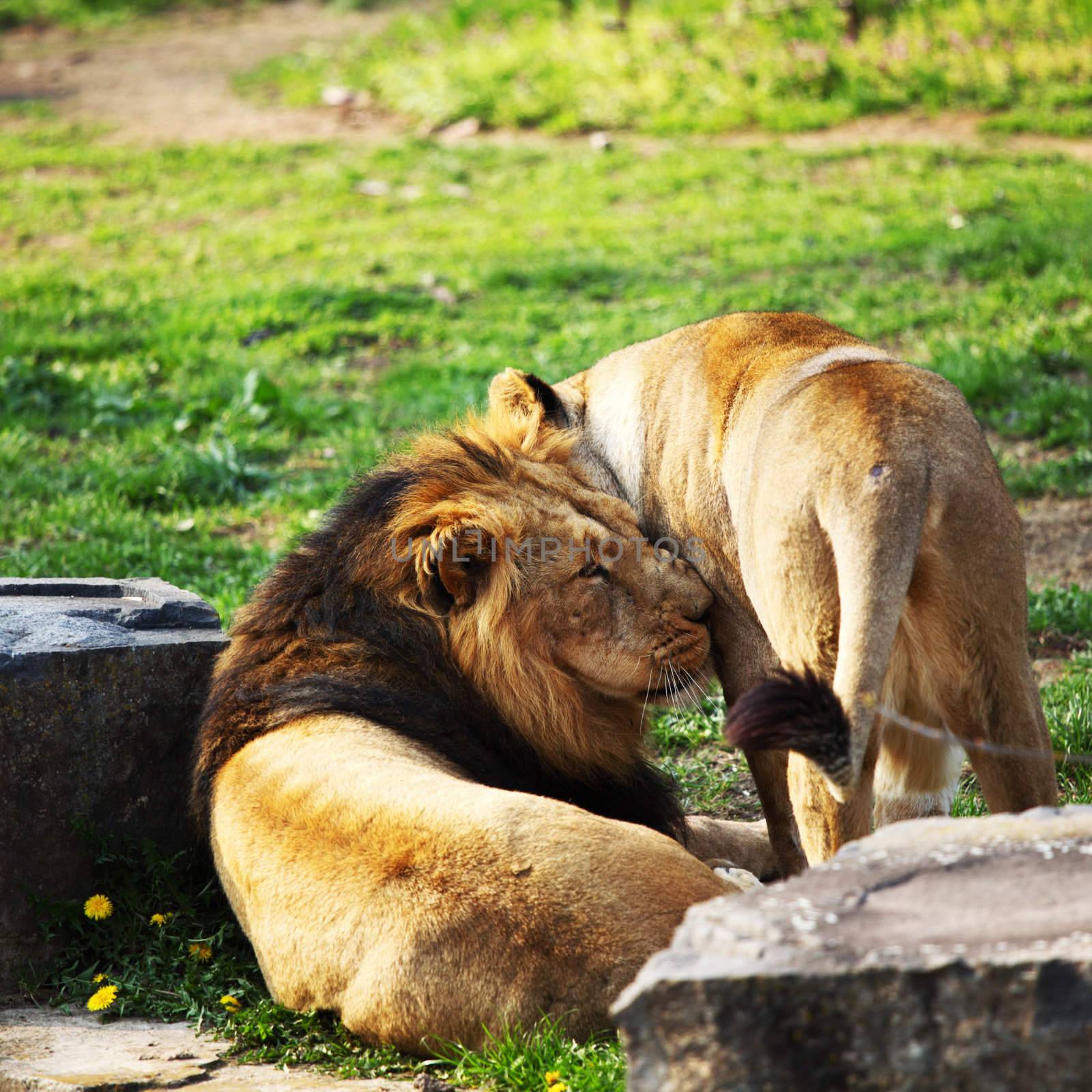 close up lion in zoo