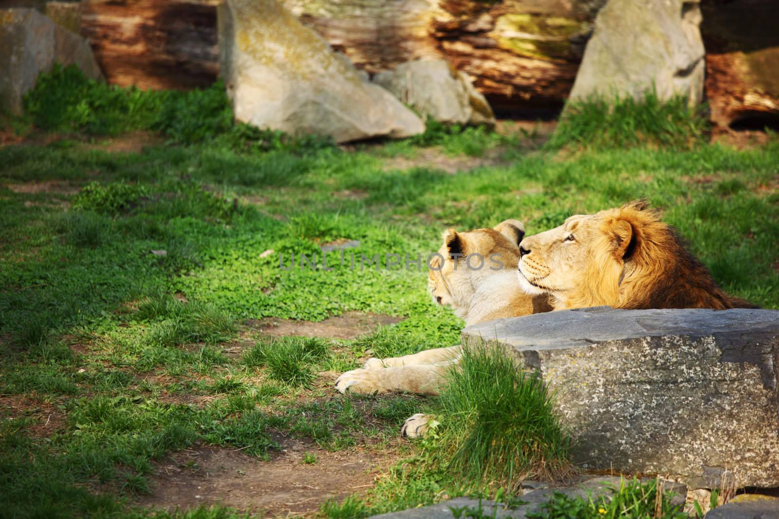 close up lion in zoo
