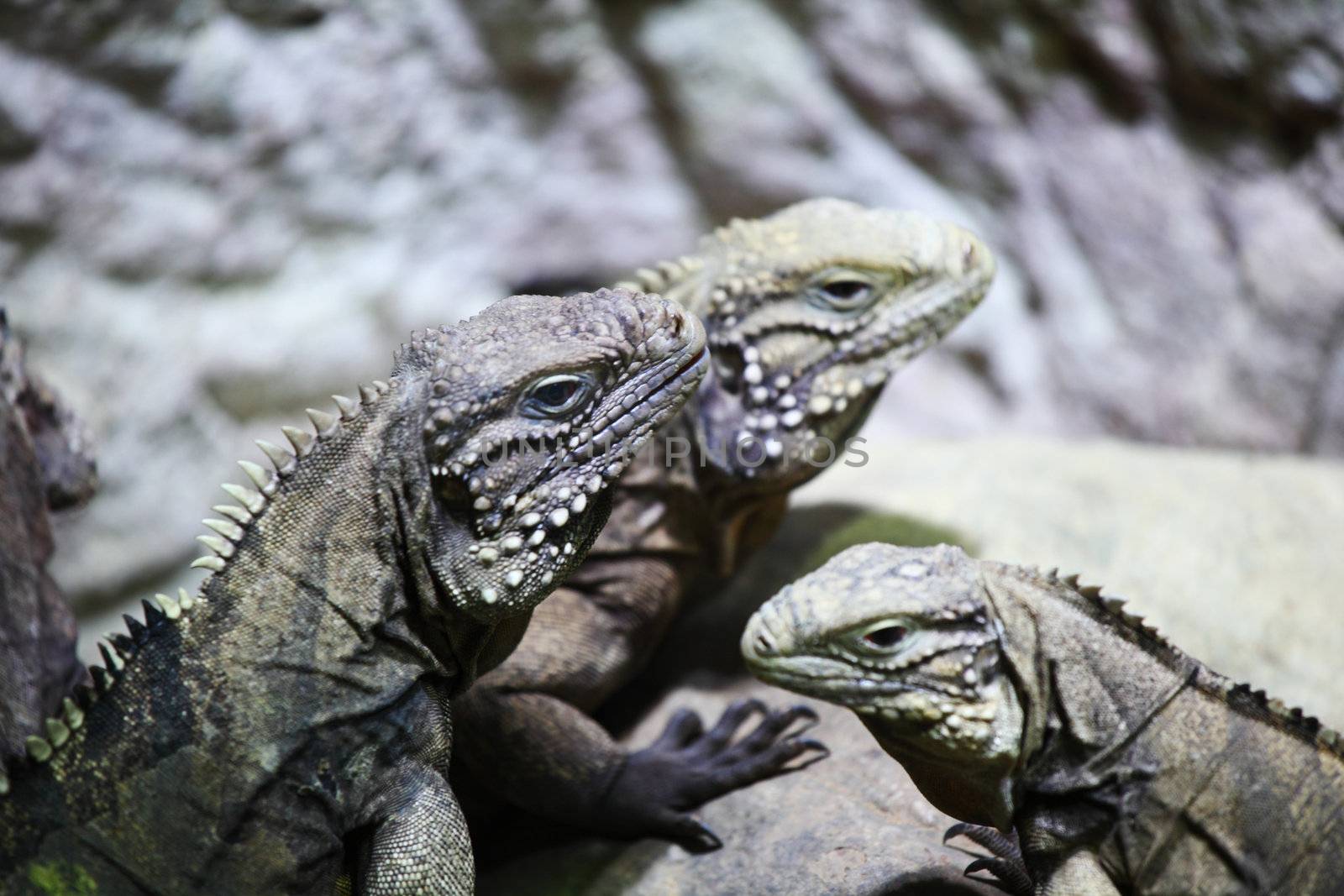 close up lizard in zoo