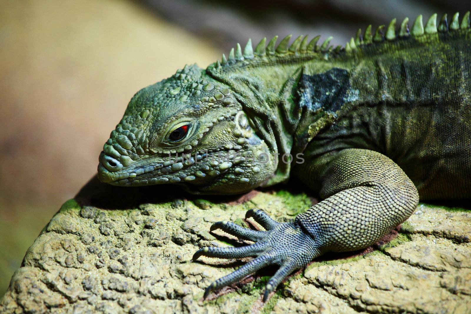 close up lizard in zoo