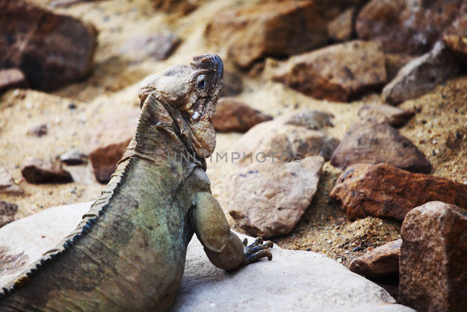 close up lizard in zoo