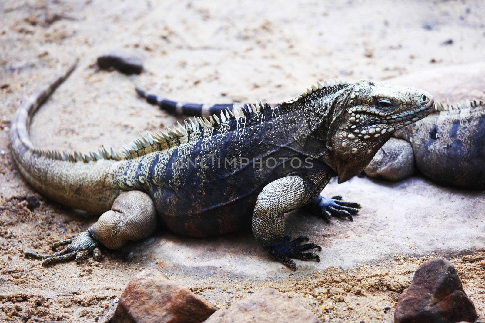 close up lizard in zoo
