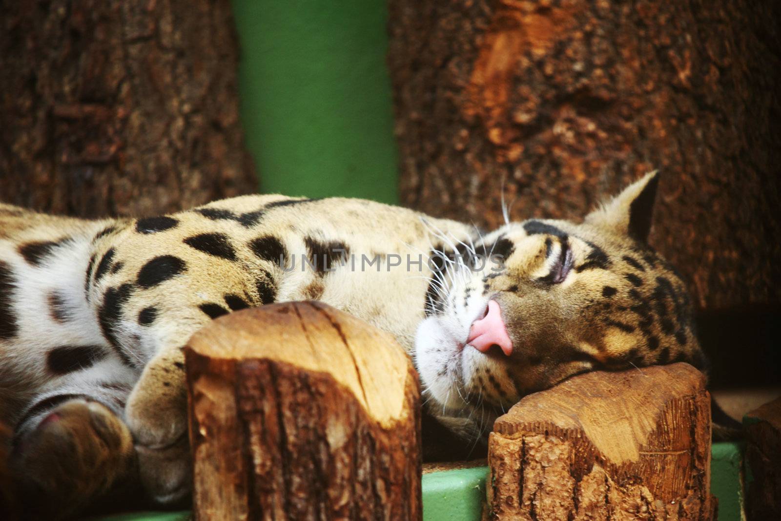 close up tiger in zoo