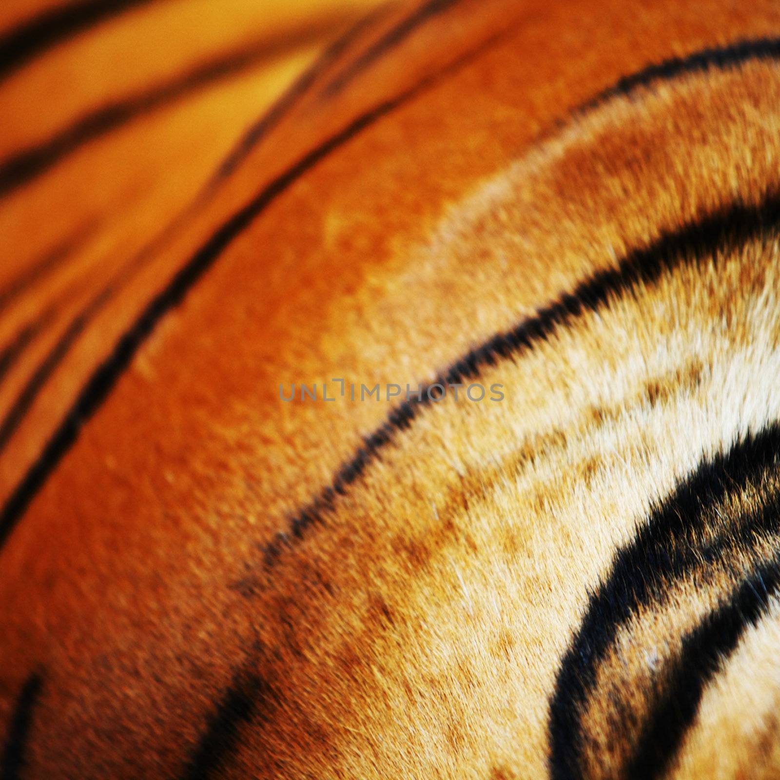 close up tiger in zoo