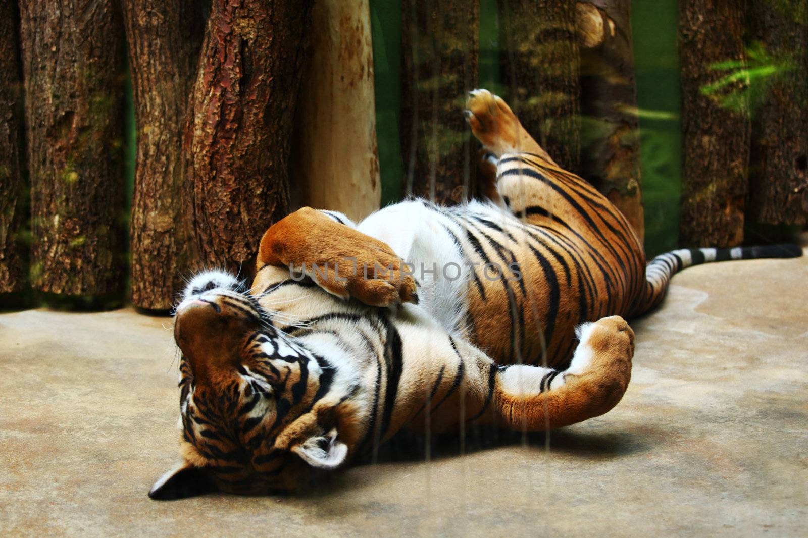close up tiger in zoo