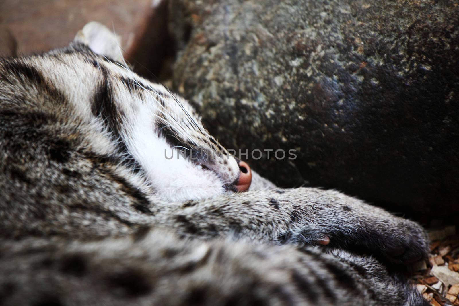 close up tiger in zoo