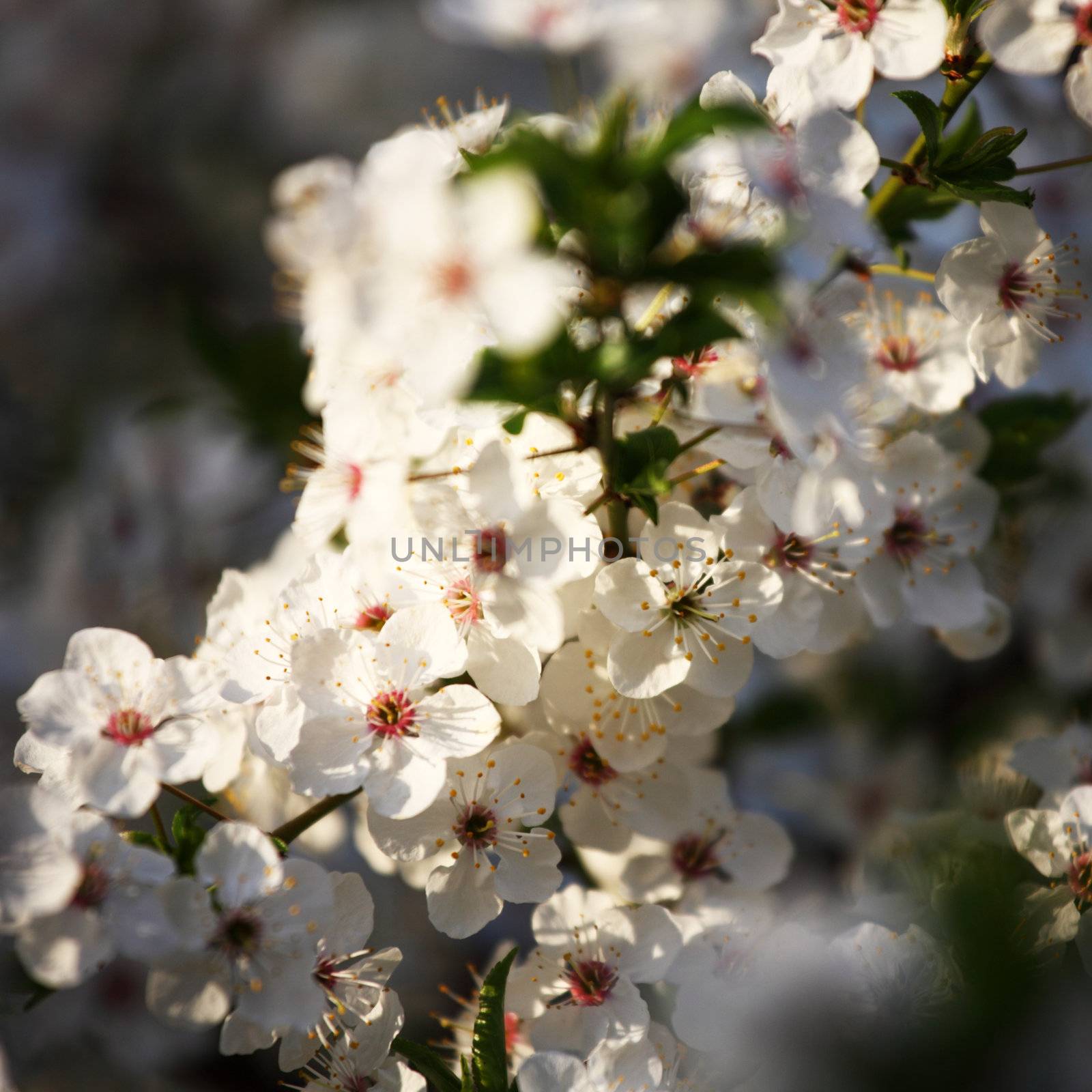  spring white flower close up