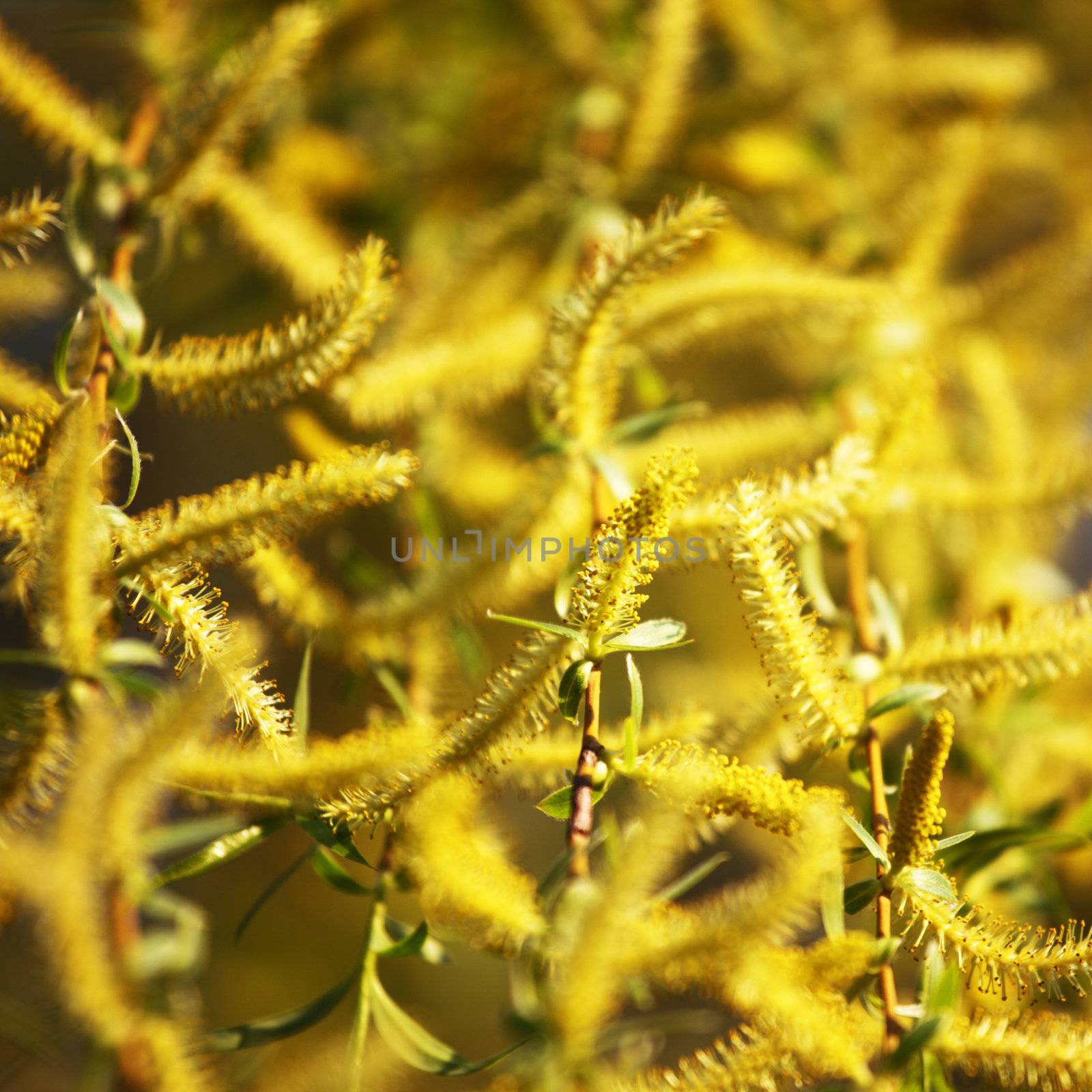 yellow flower macro close up