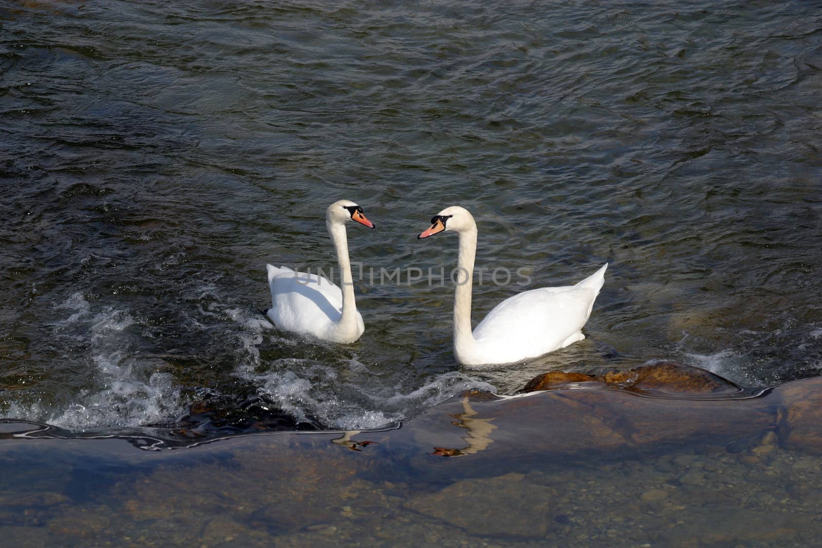 Swans