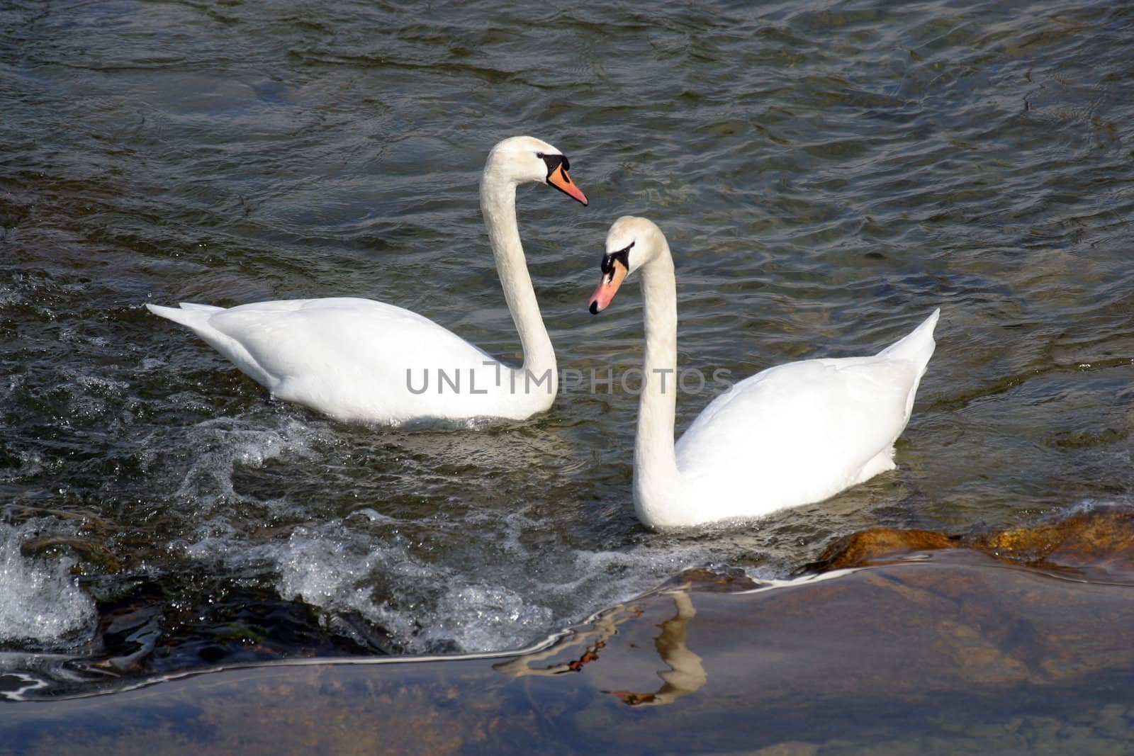 Swans