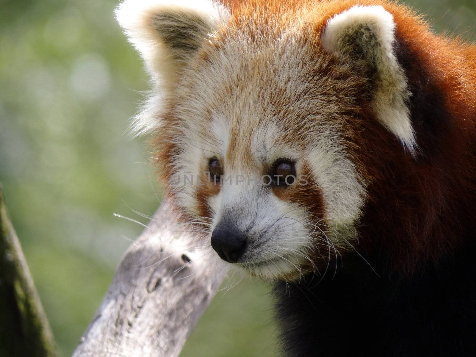 Close-up of a red panda (ailurus fulgens).