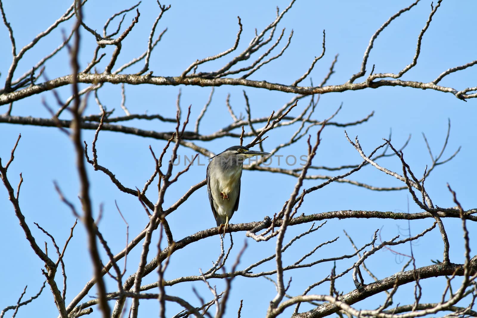 A black-crown night heron resting on a branch of a dead tree with blue sky as the background