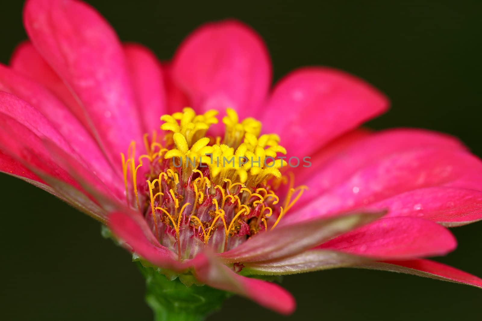 One pink daisy flower under the morning sun with dark background