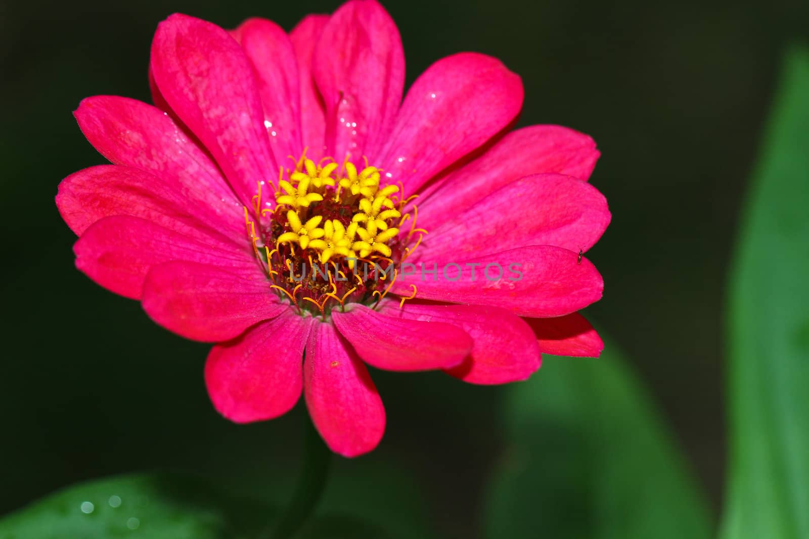 One pink daisy flower under the morning sun with dark background