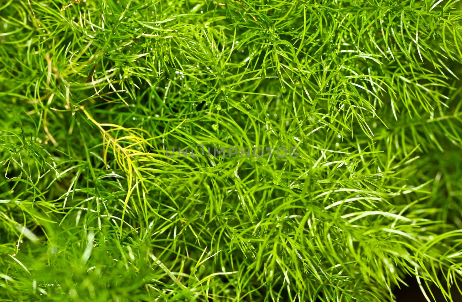 a close up view of green plant leaves in the morning