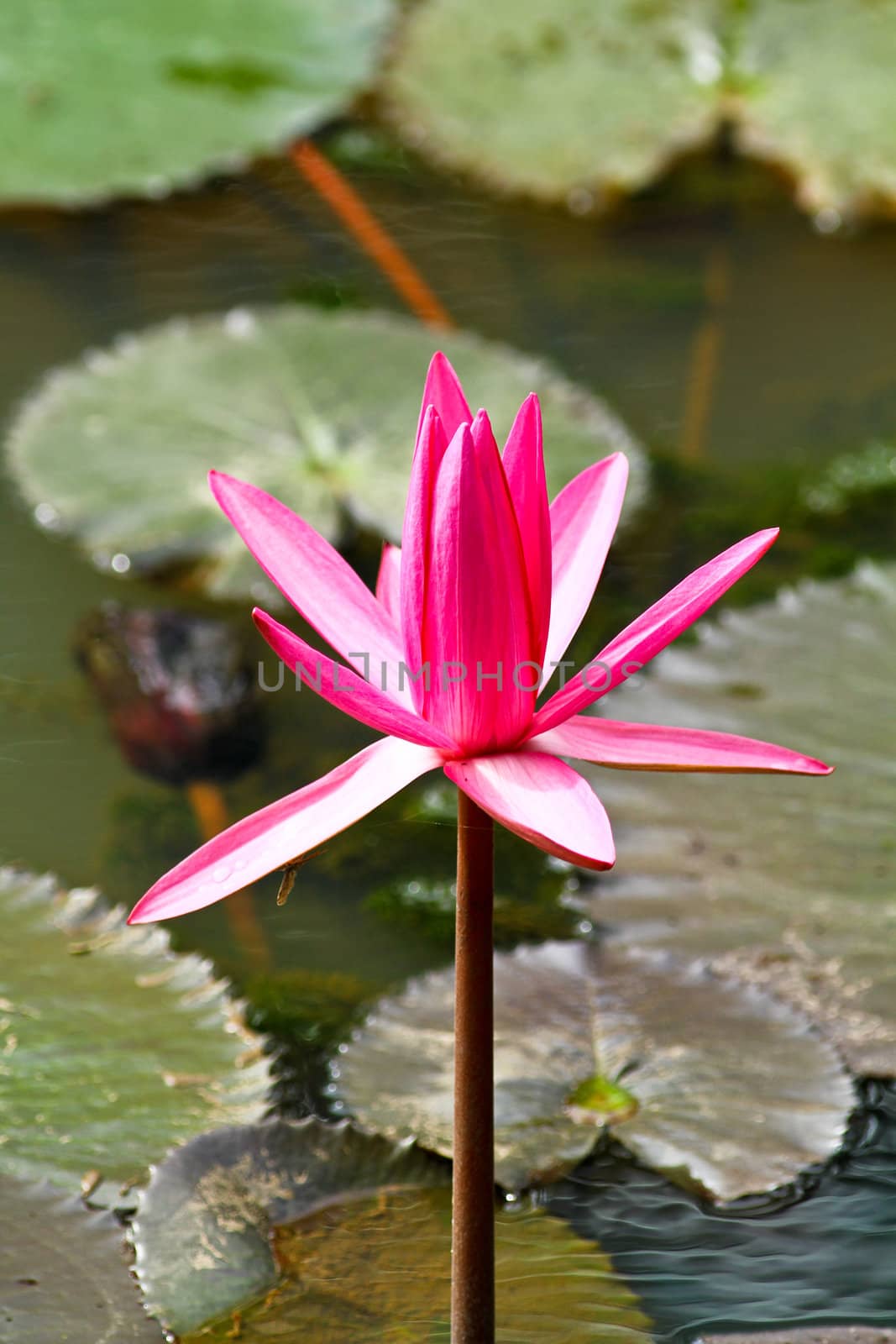 One striking pink lotus in a pond with lotus leaves as background in portrait orientation