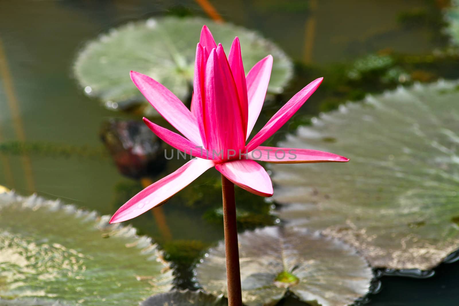 One striking pink lotus in a pond with lotus leaves and water surface as background in landscape orientation