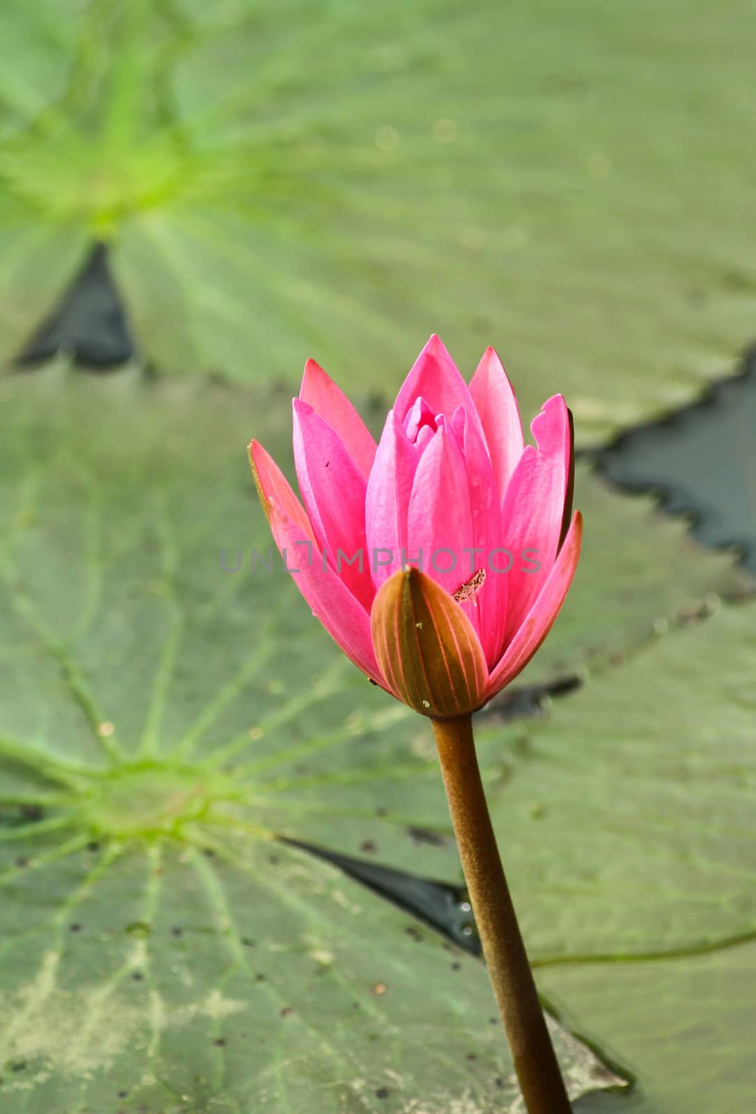pink lotus bud in a pond with green leaves background