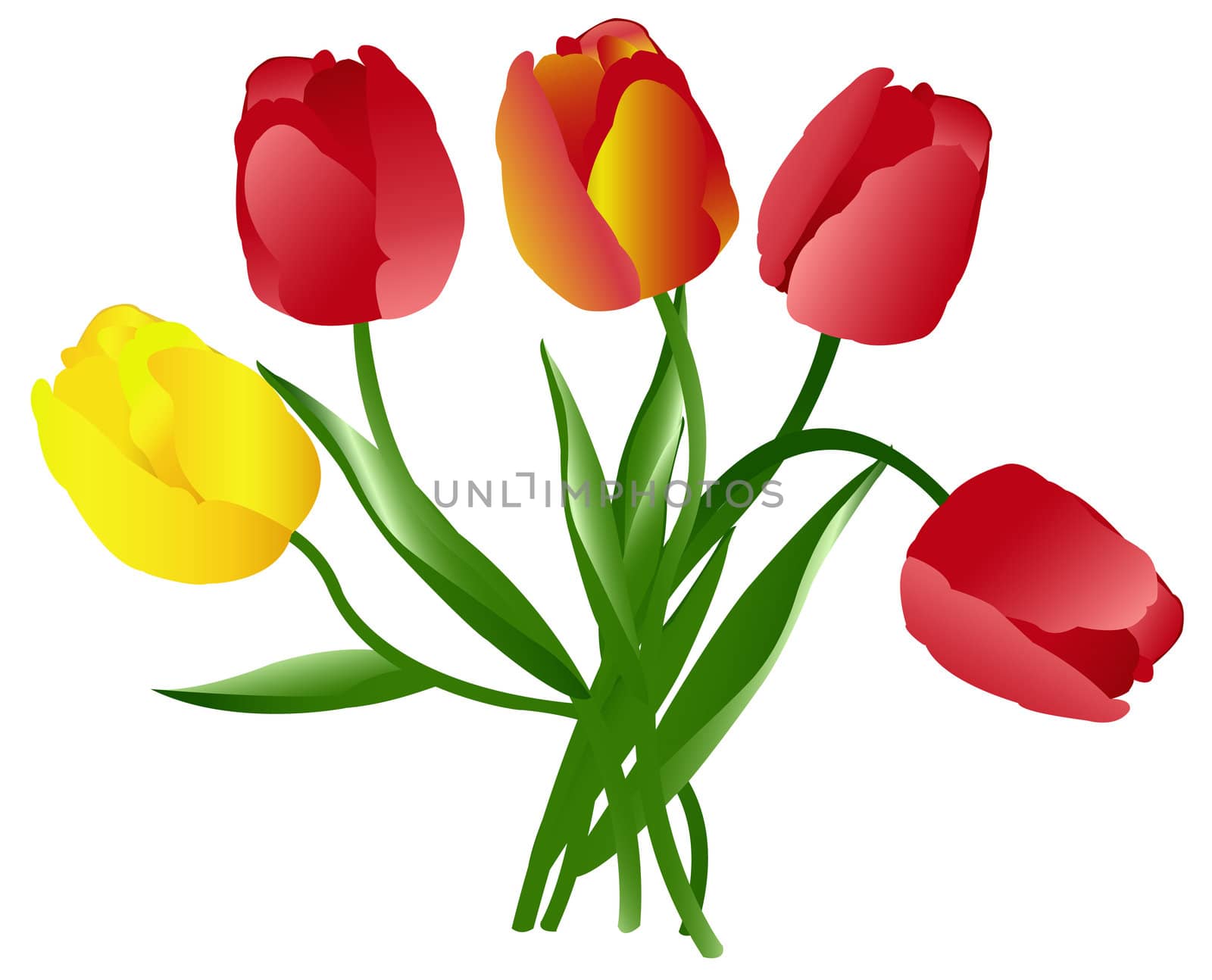 Celebratory bouquet of multi-coloured beautiful tulips on a white background