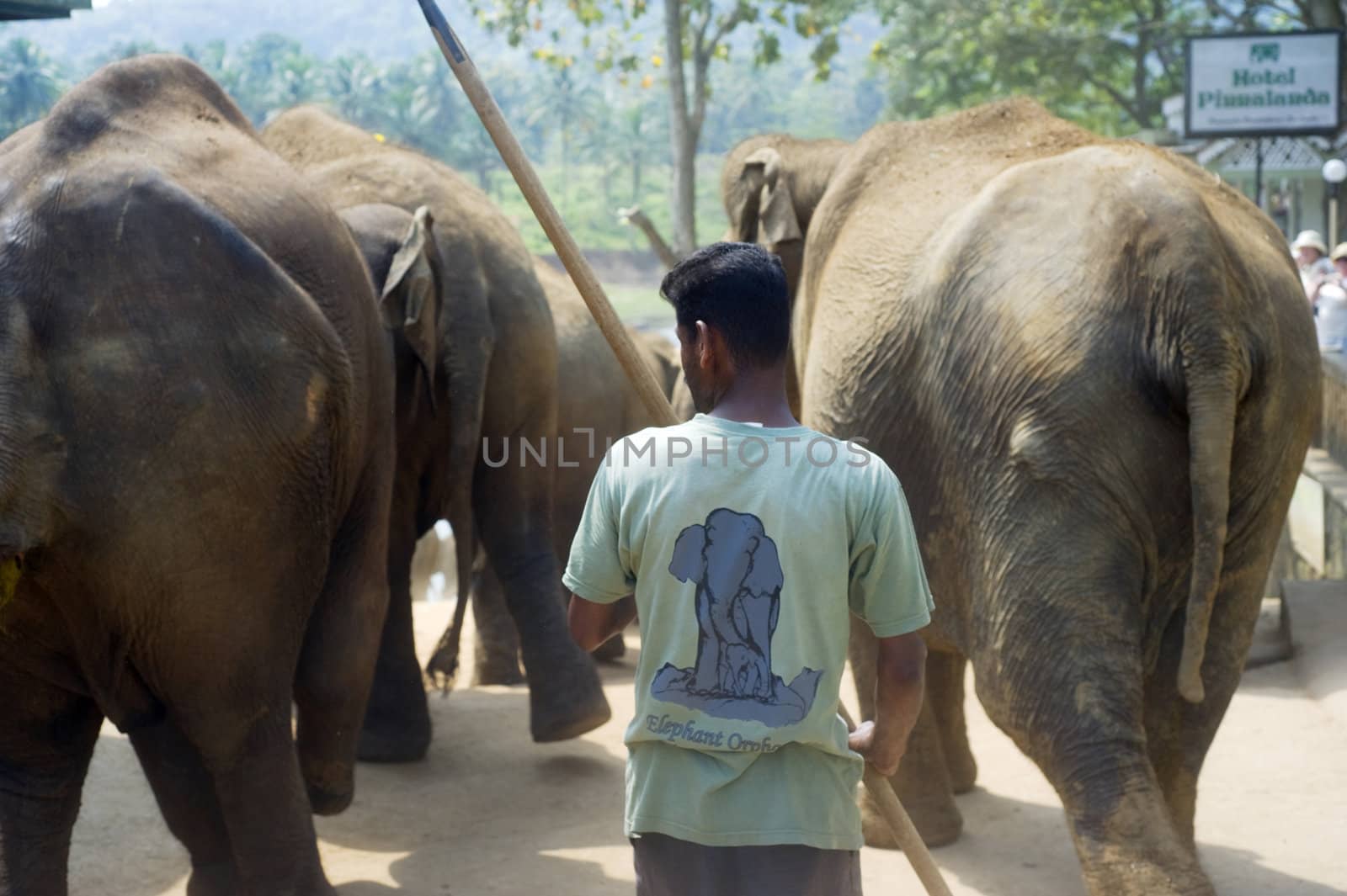 Pinnewala, Sri Lanka - Feb 18, 2011: Man riding herd of elephants  to the local river in the Pinnawela Elephant Orphanage.  Pinnawela Elephant Orphanage is an orphanage ground for wild elephants 