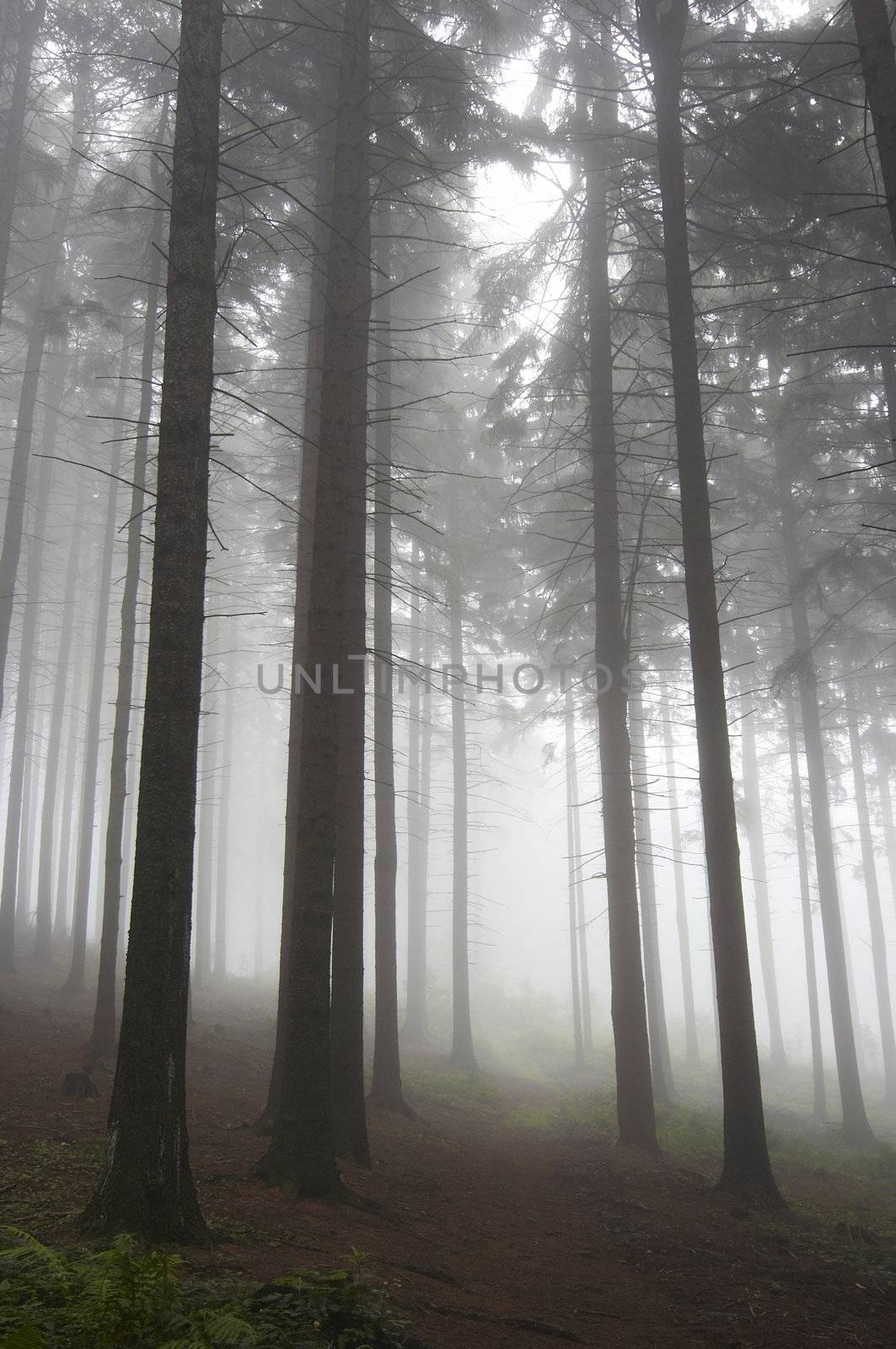 Image of the coniferous forest early in the morning - early morning fog