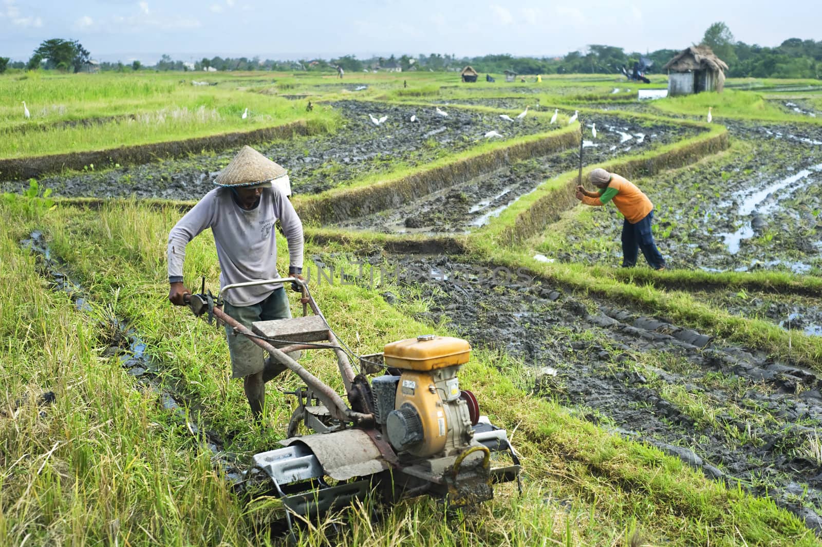 Bali, Indonesia - April 19,2011:  Local people working on the rice field. Rice, to the Balinese, is more than just the staple food; it is an integral part of the Balinese culture.
