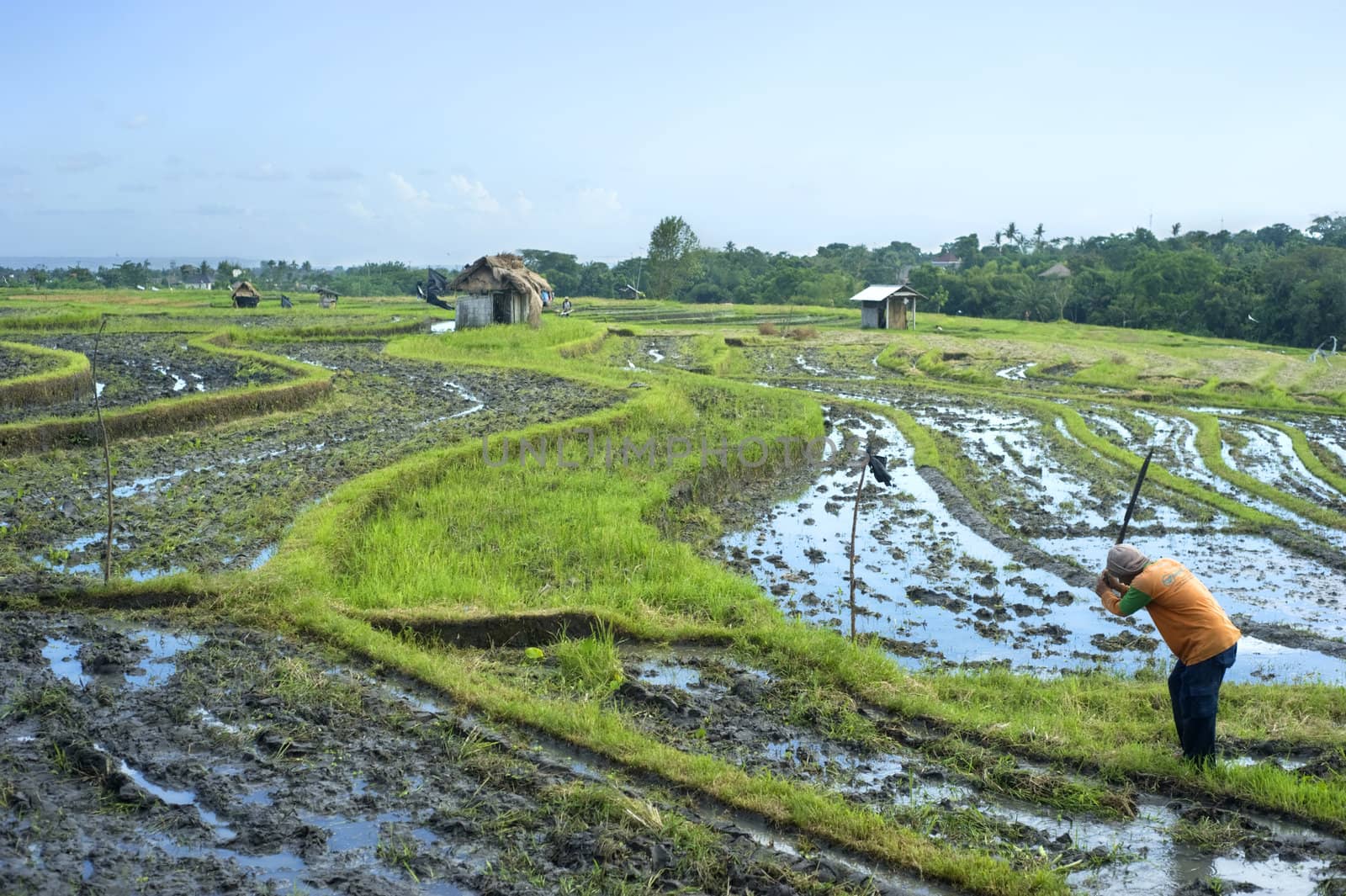 Bali, Indonesia - April 19,2011:  Local people working on the rice field. Rice, to the Balinese, is more than just the staple food; it is an integral part of the Balinese culture.