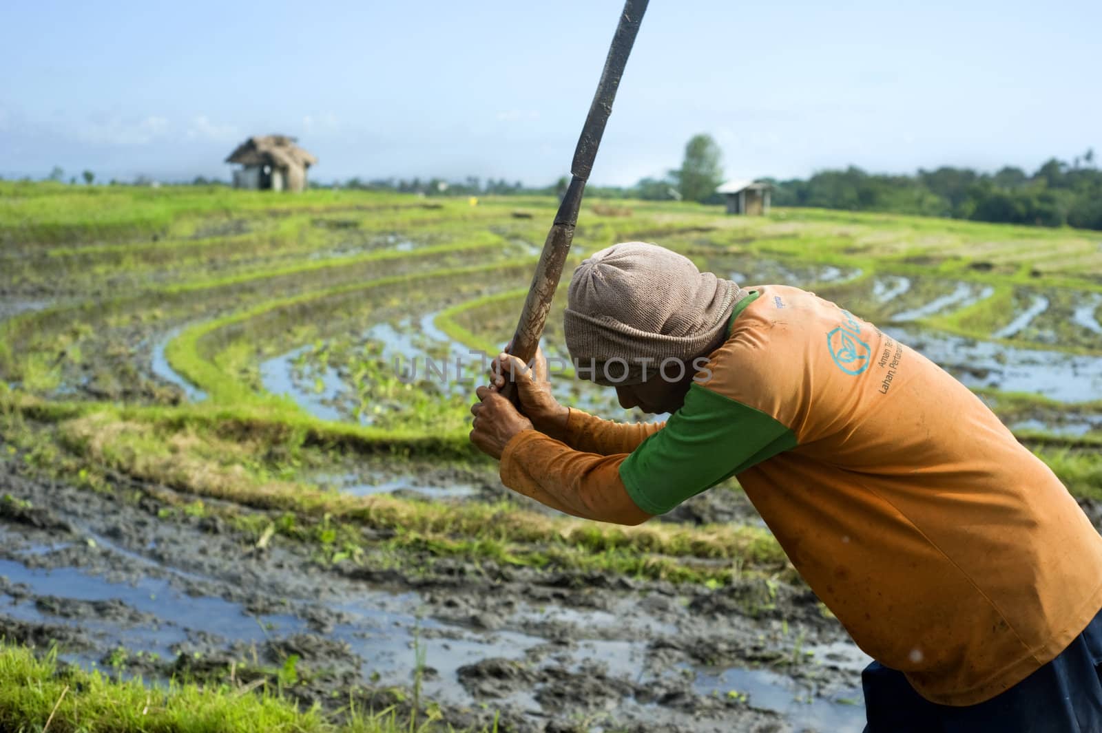 Bali, Indonesia - April 19,2011:  Local people working on the rice field. Rice, to the Balinese, is more than just the staple food; it is an integral part of the Balinese culture.