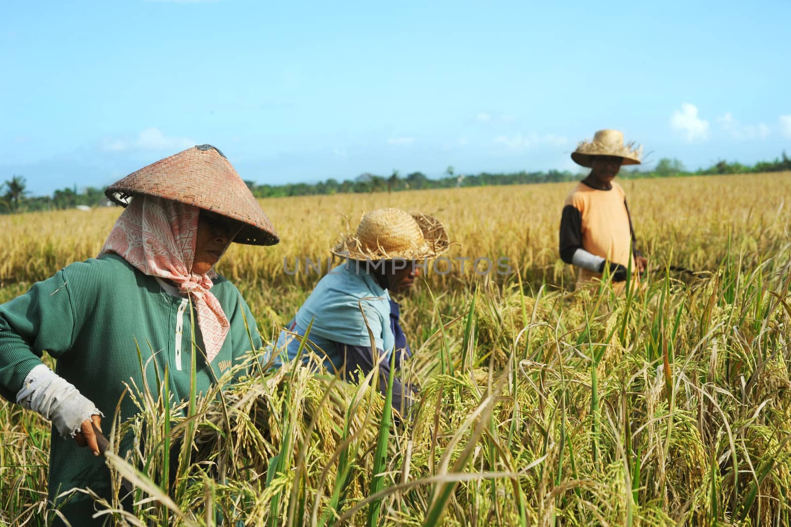 Bali, Indonesia - April 19,2011:  Local people working on the rice field. Rice, to the Balinese, is more than just the staple food; it is an integral part of the Balinese culture.