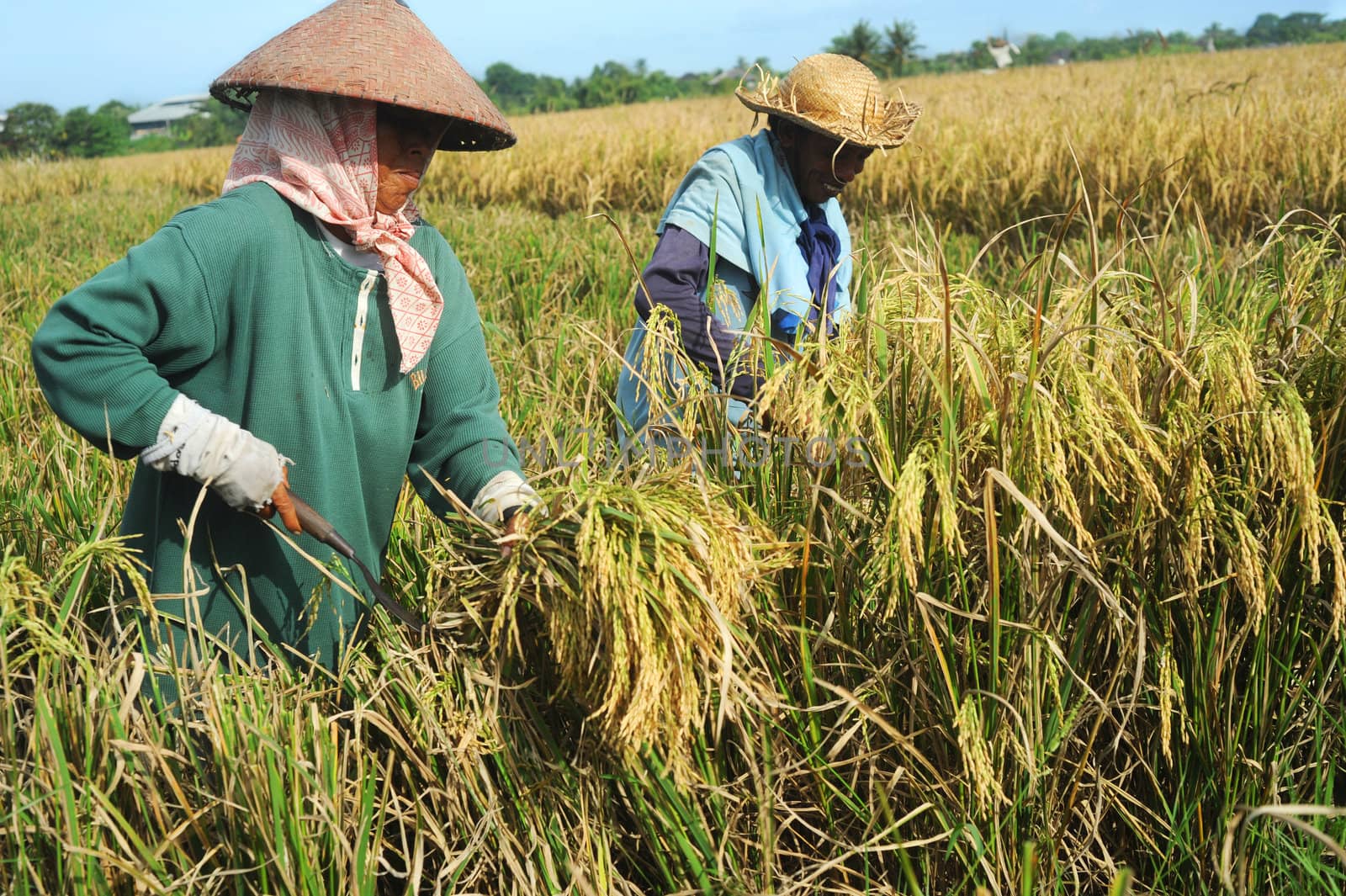 Bali, Indonesia - April 19,2011:  Local people working on the rice field. Rice, to the Balinese, is more than just the staple food; it is an integral part of the Balinese culture.