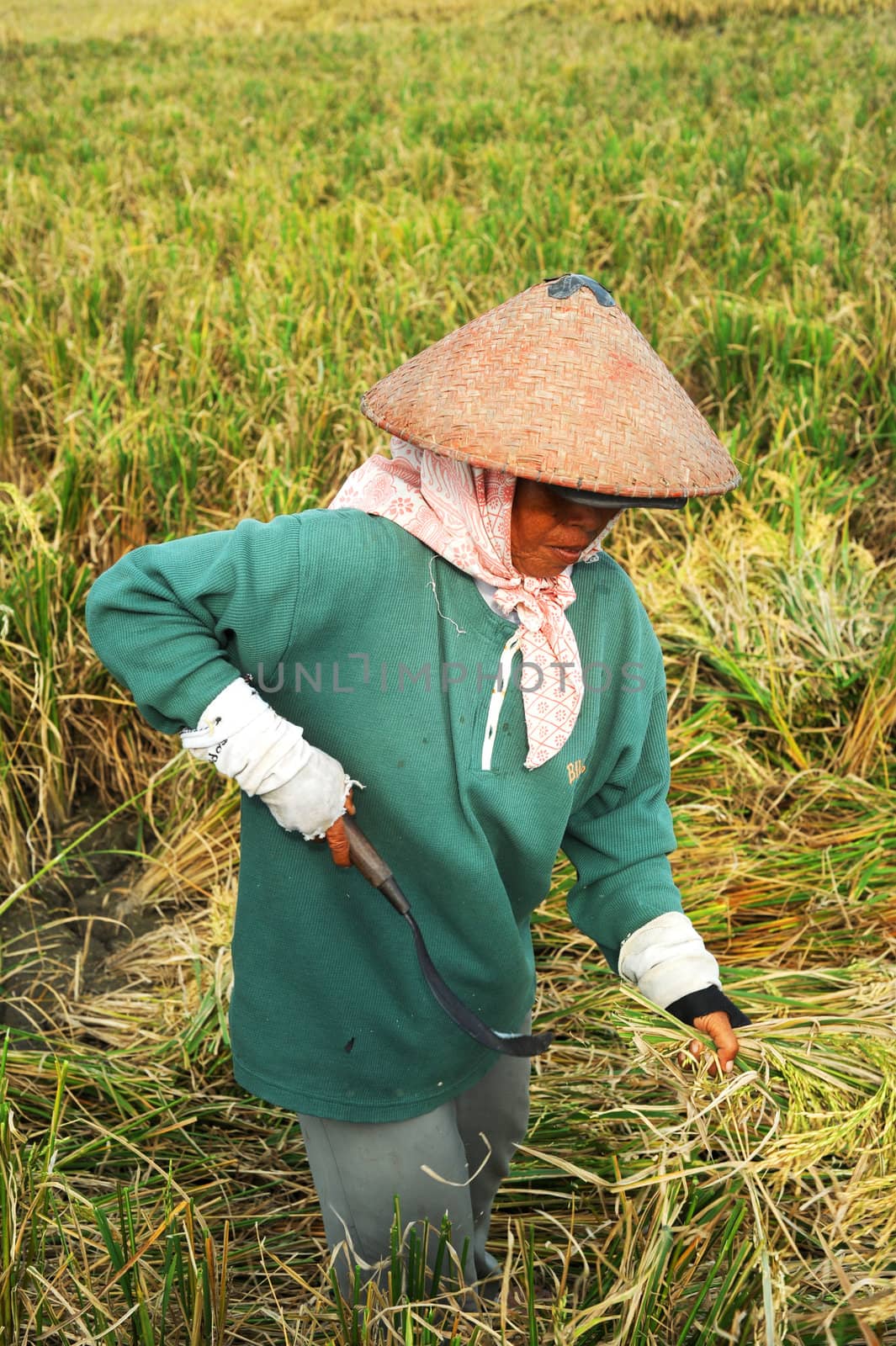 Bali, Indonesia - April 19,2011:  Local women working on the rice field. Rice, to the Balinese, is more than just the staple food; it is an integral part of the Balinese culture.