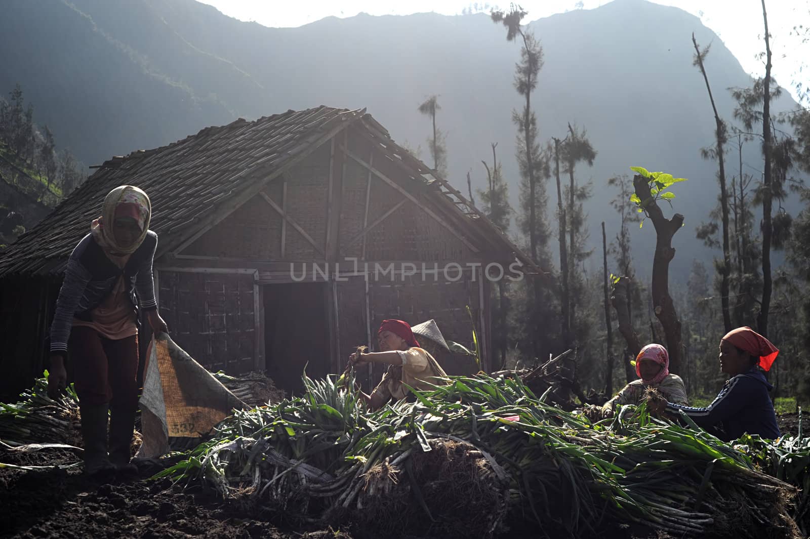 Cemoro Lavang, April 23, 2011: Unidentified Indonesian woman harvest