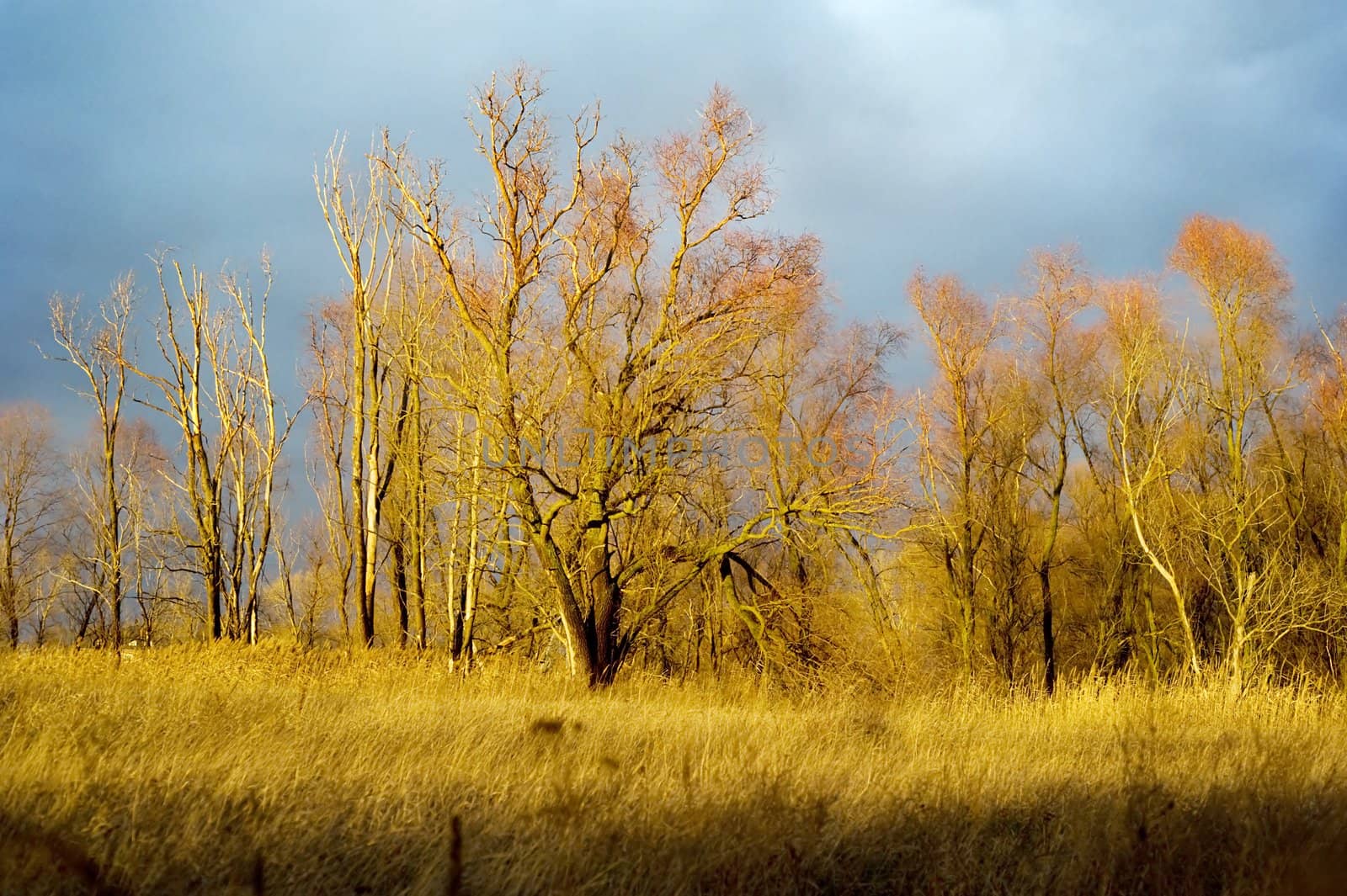 Autumn forest at sunset