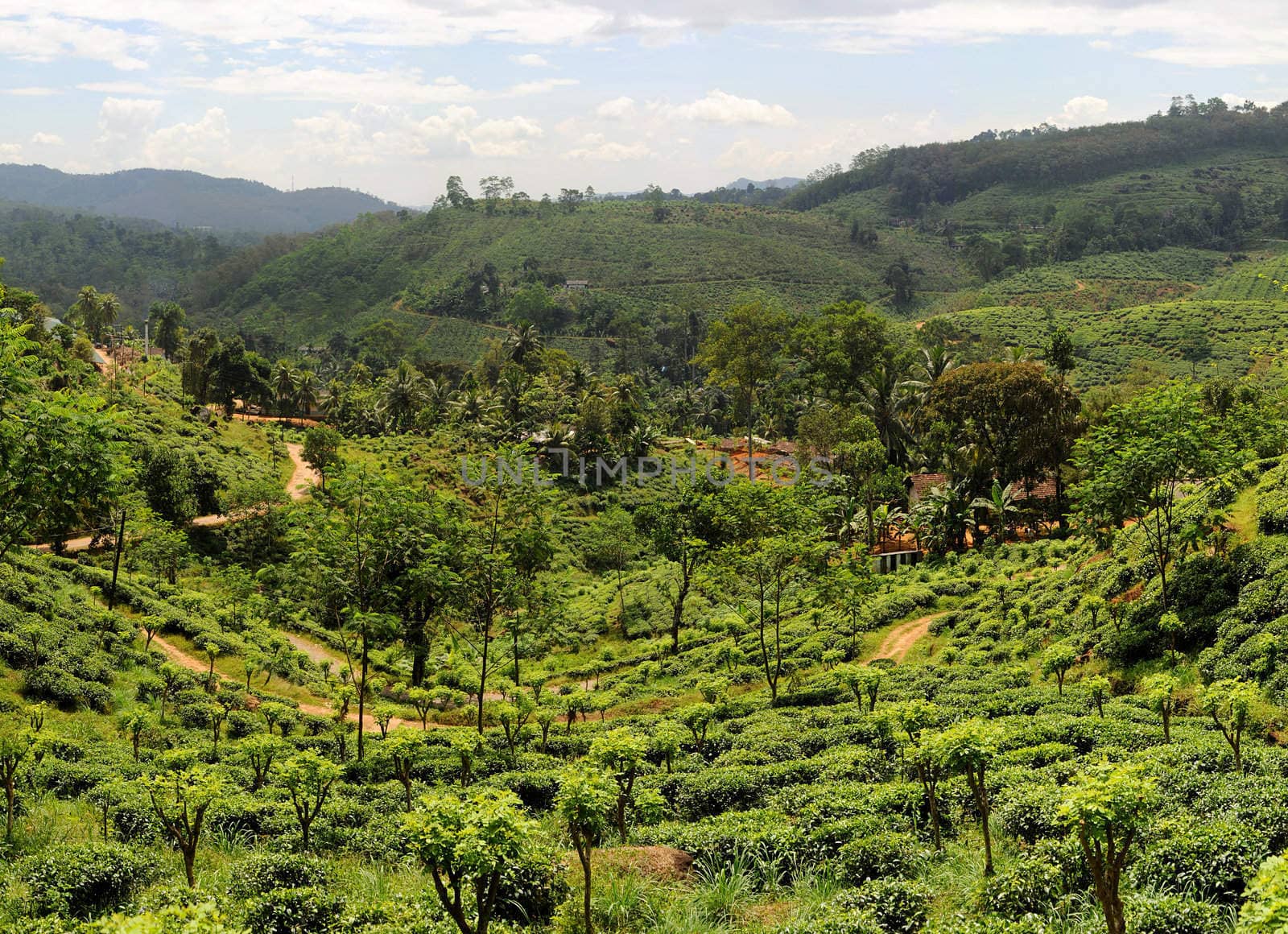 Panorama of tea plantaition in Sri Lanka in the sunshine day