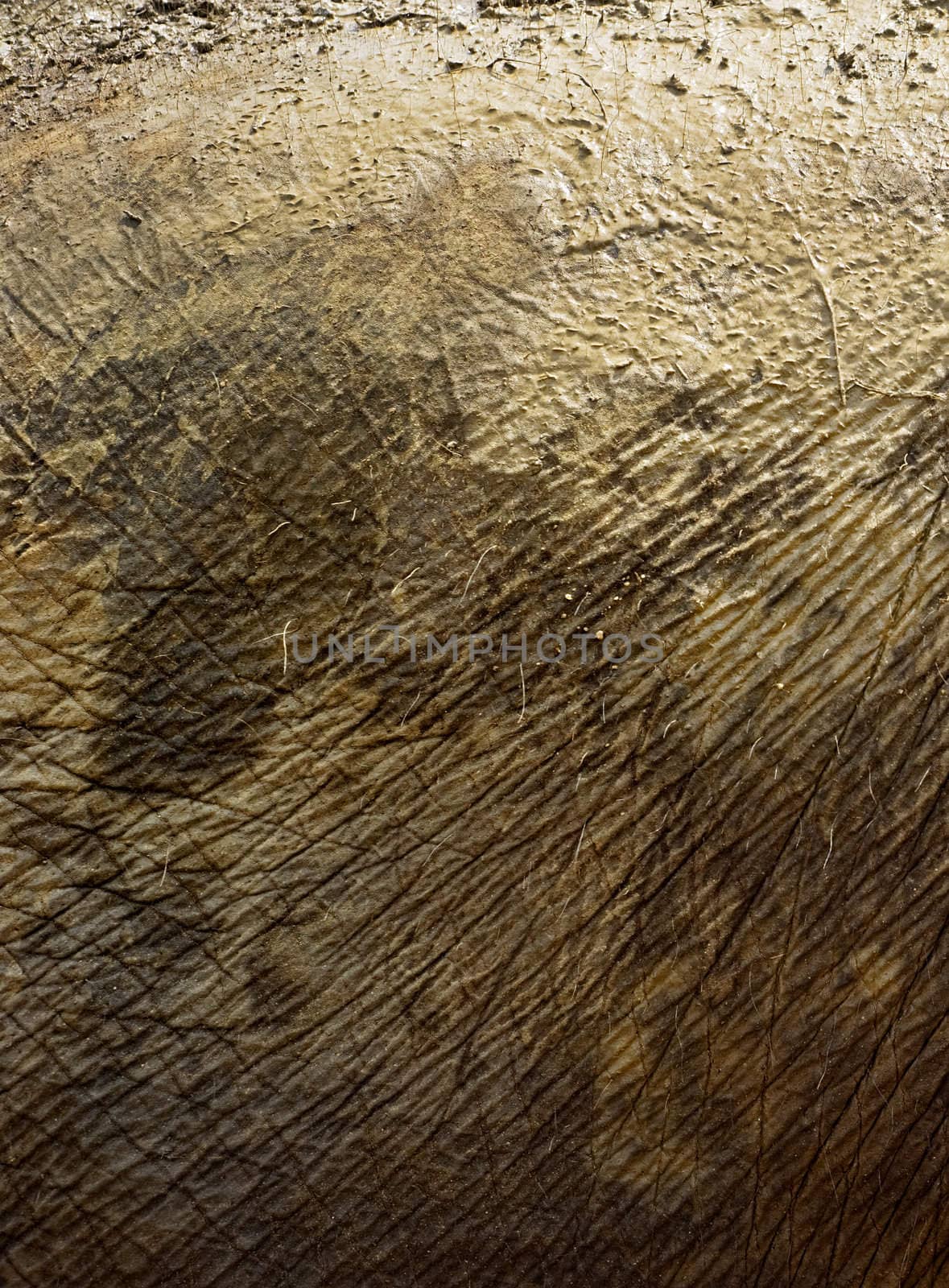 Elephant skin close-up in day light