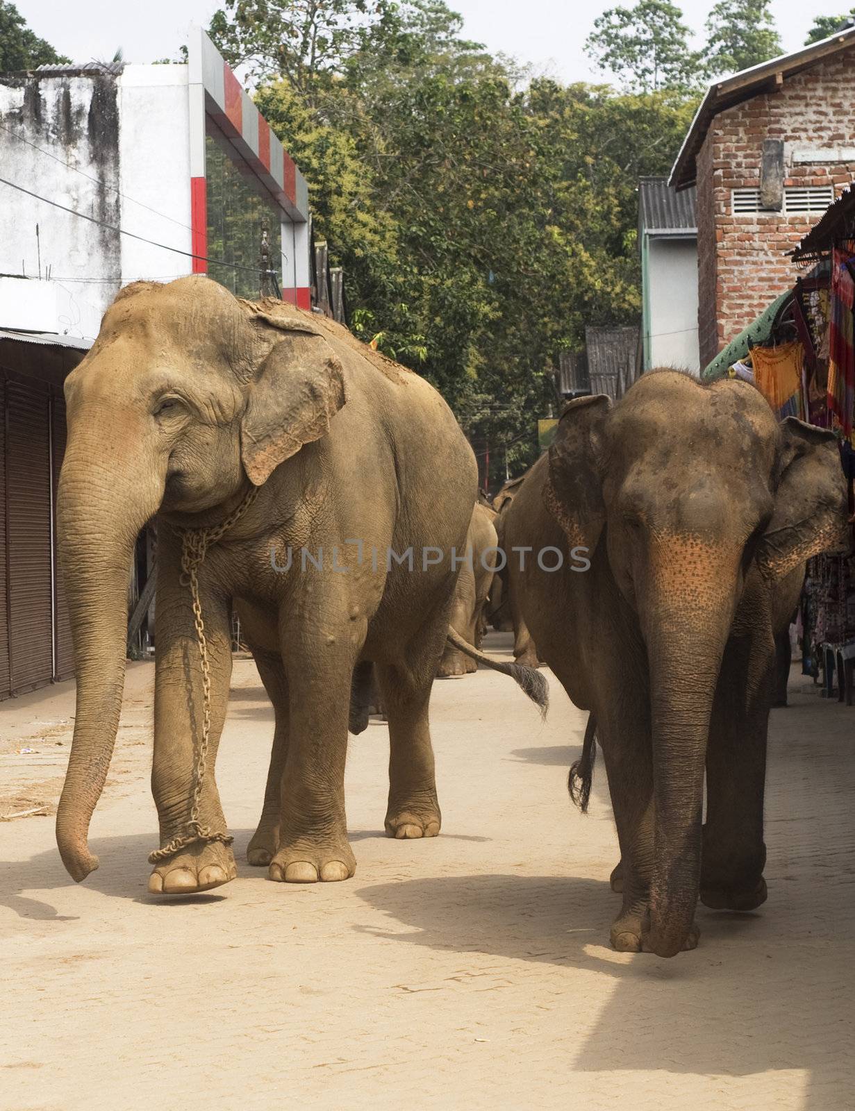 Elephants walking on the srtreet at Elephant Orphanage in Pinnawela, Sri Lanka
