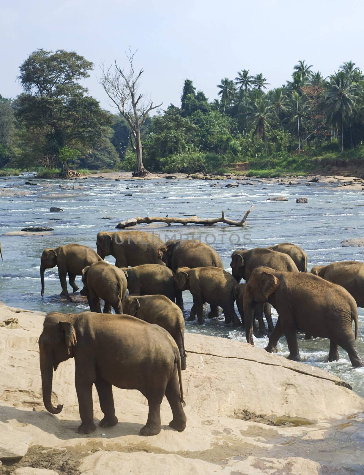 Elephants bathing by joyfull