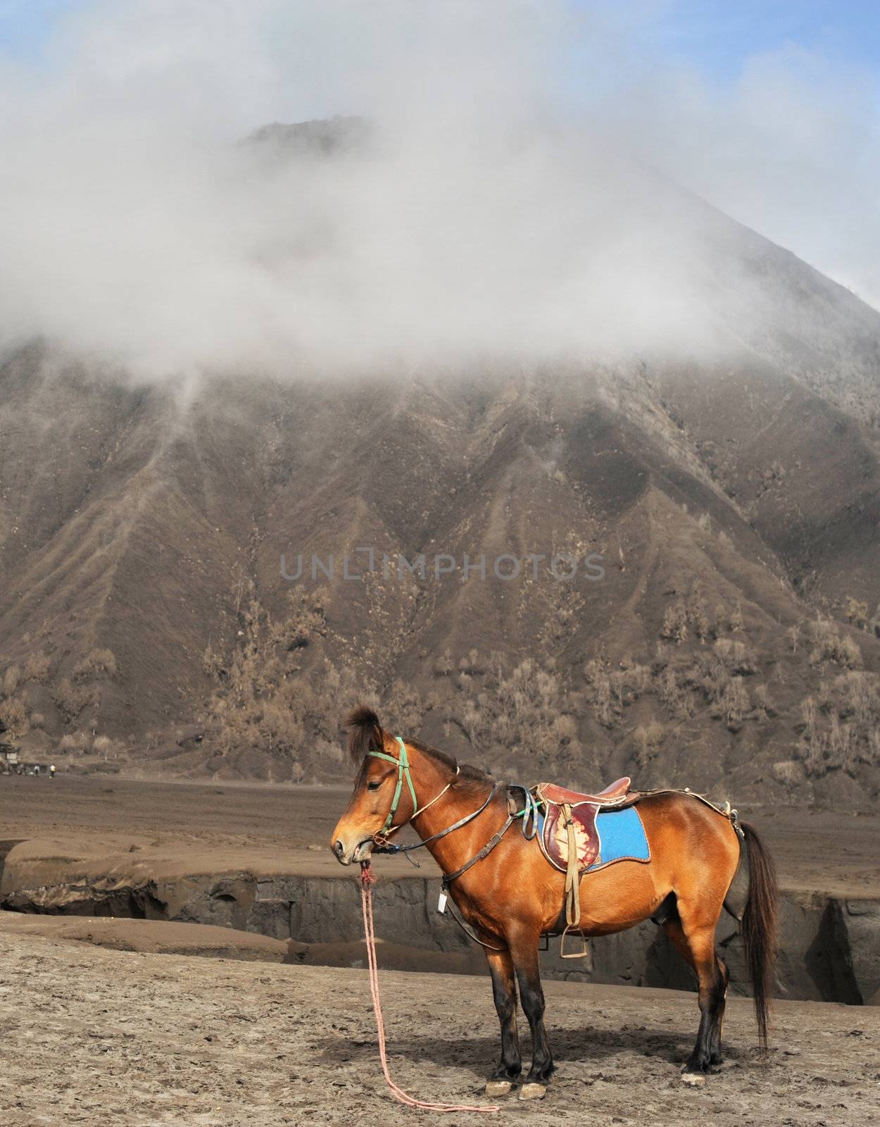 Horse stand in front of vulkano in Jawa, Indonesia