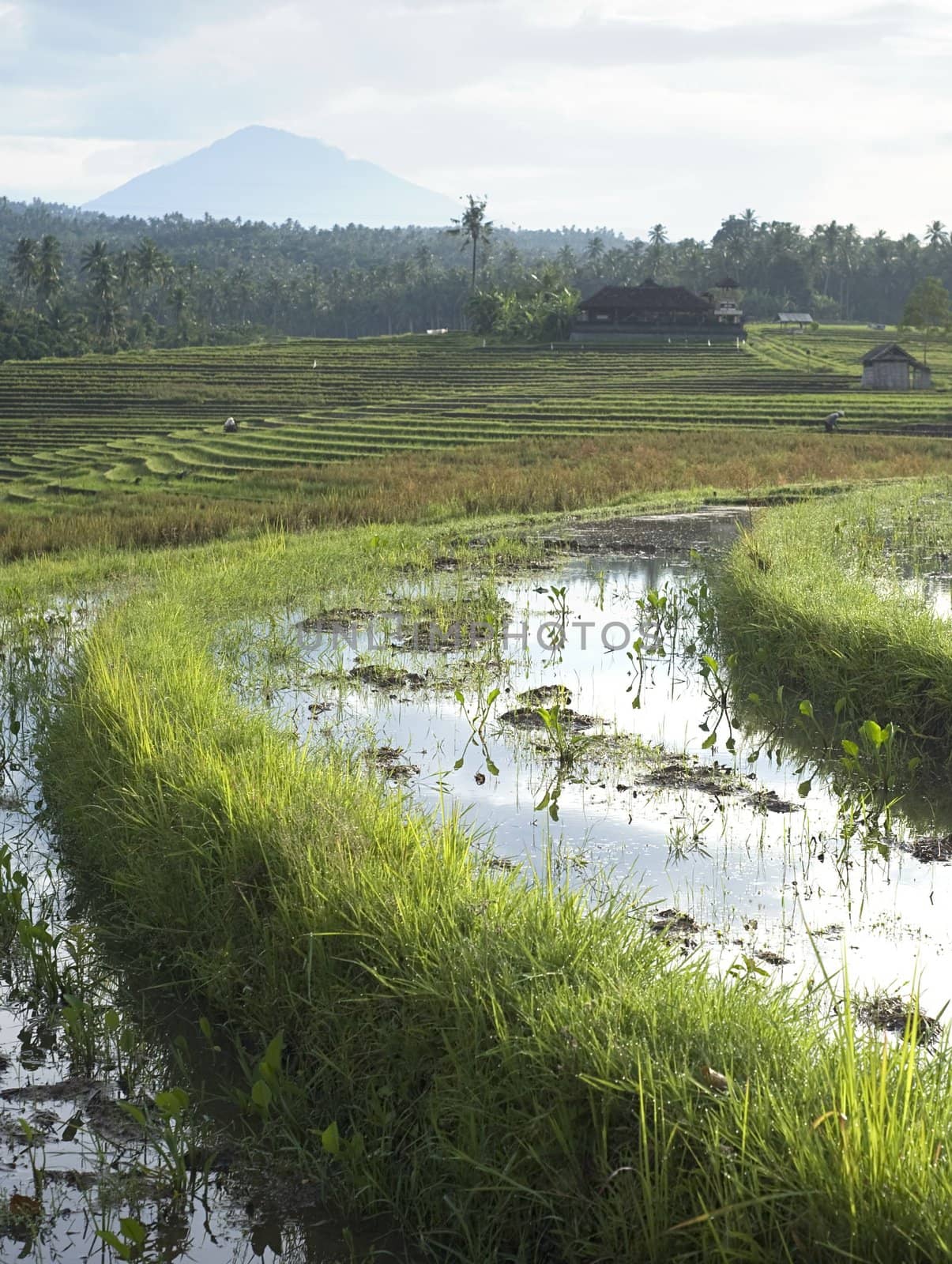 Rice field at sunrise in Bali, Indonesia