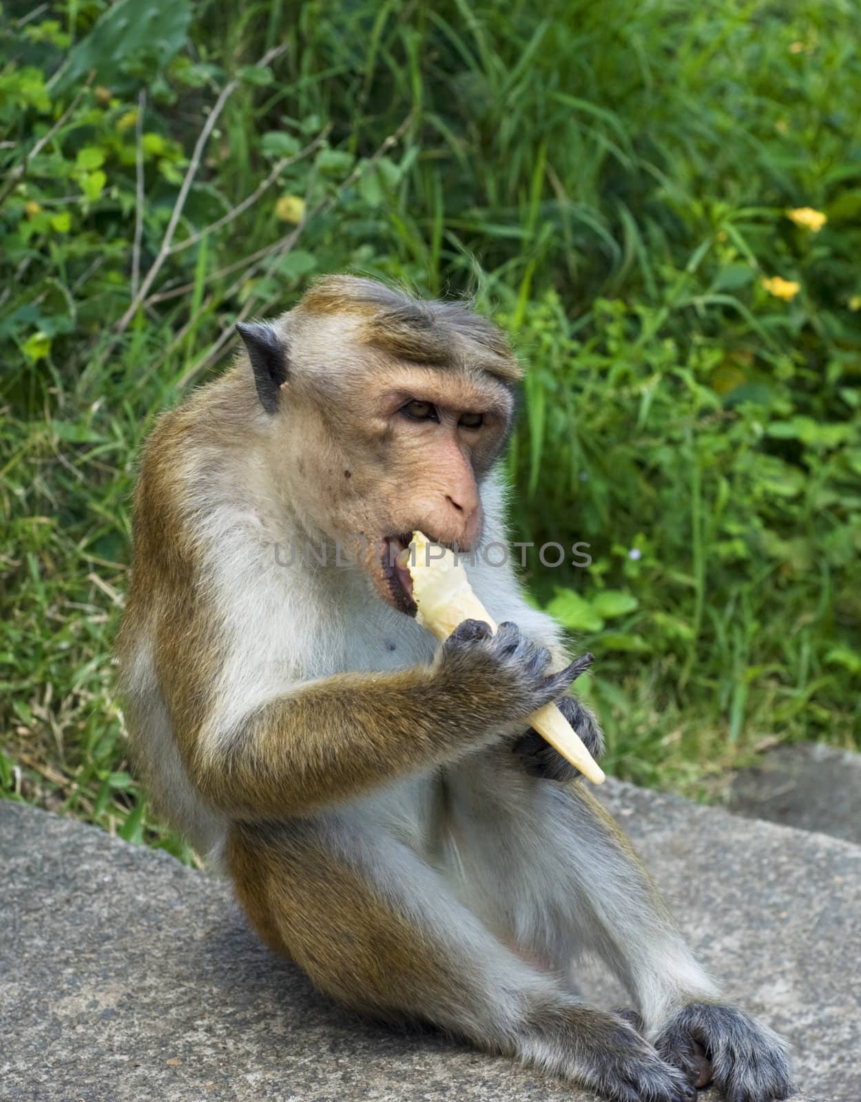 Monkey eating ice-ream